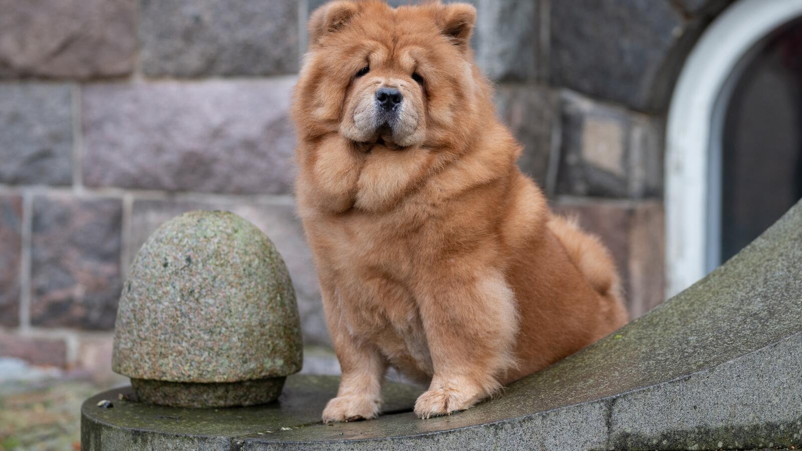 Wallpapers wallpaper brown chow chow dog dogs cute on the desktop