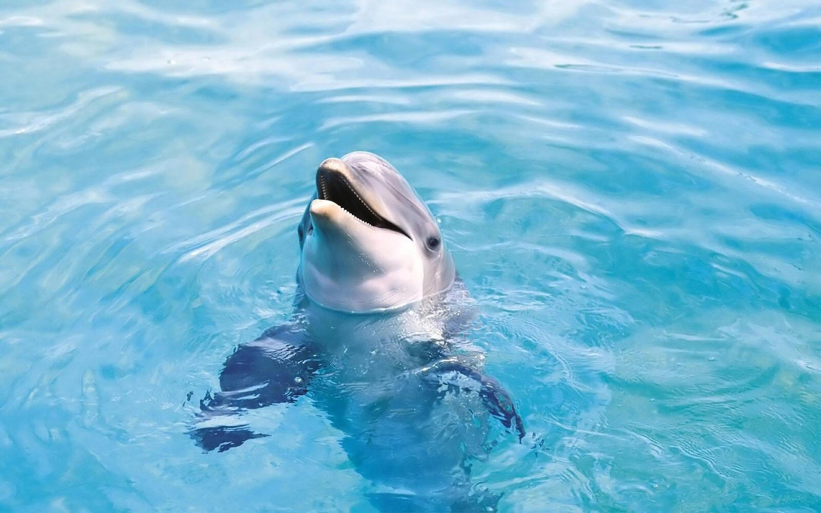 Wallpapers dolphin water cute on the desktop