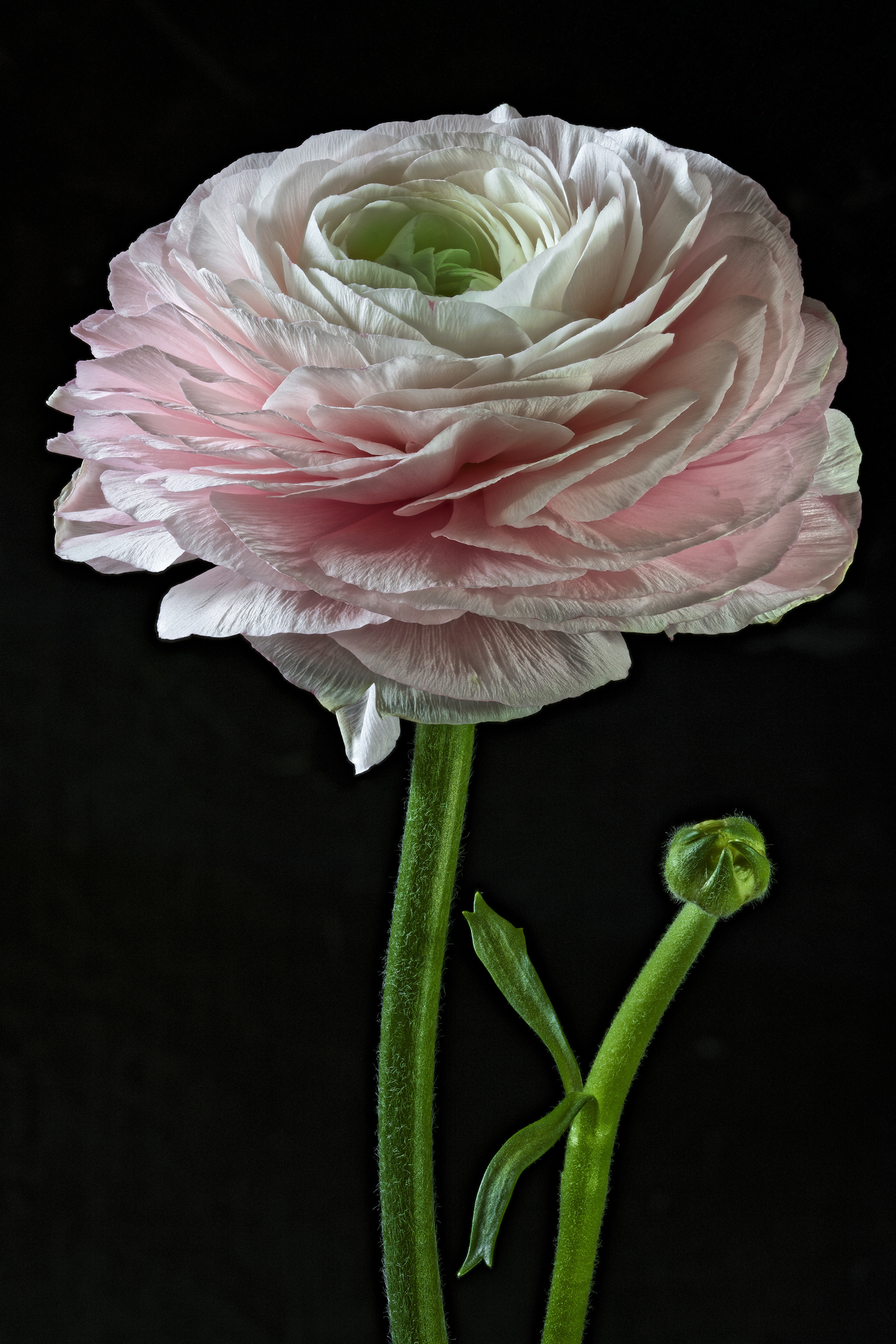 Фото бесплатно цветок, лютик, макросъемка