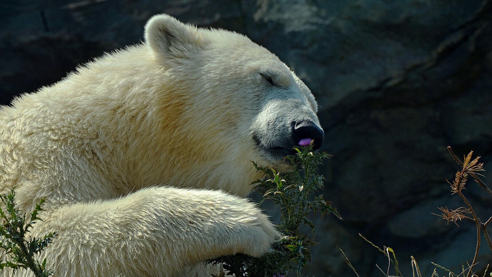 Wallpapers polar bear animals cute on the desktop