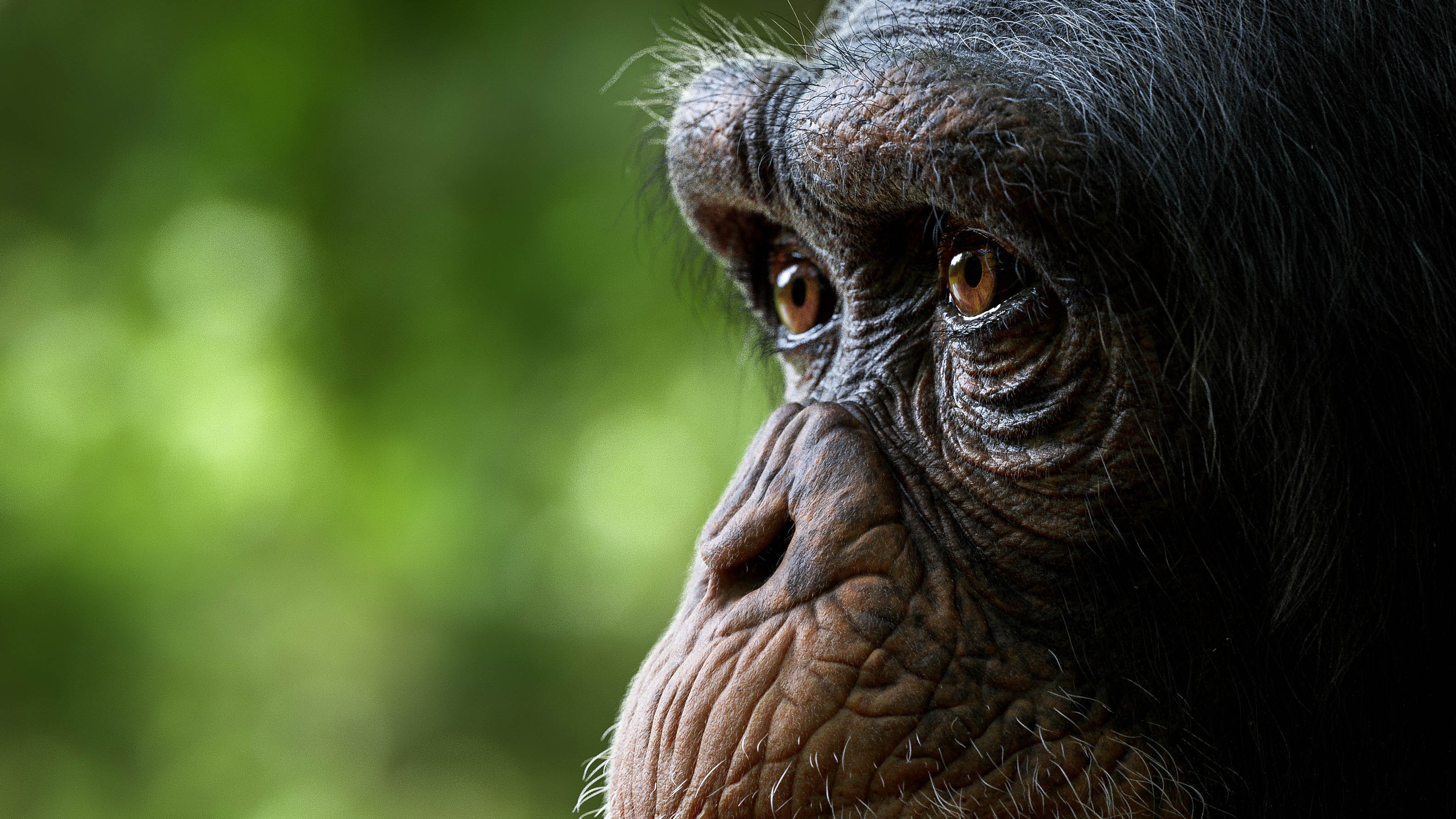 Обои обои шимпанзе глаза взгляд на рабочий стол