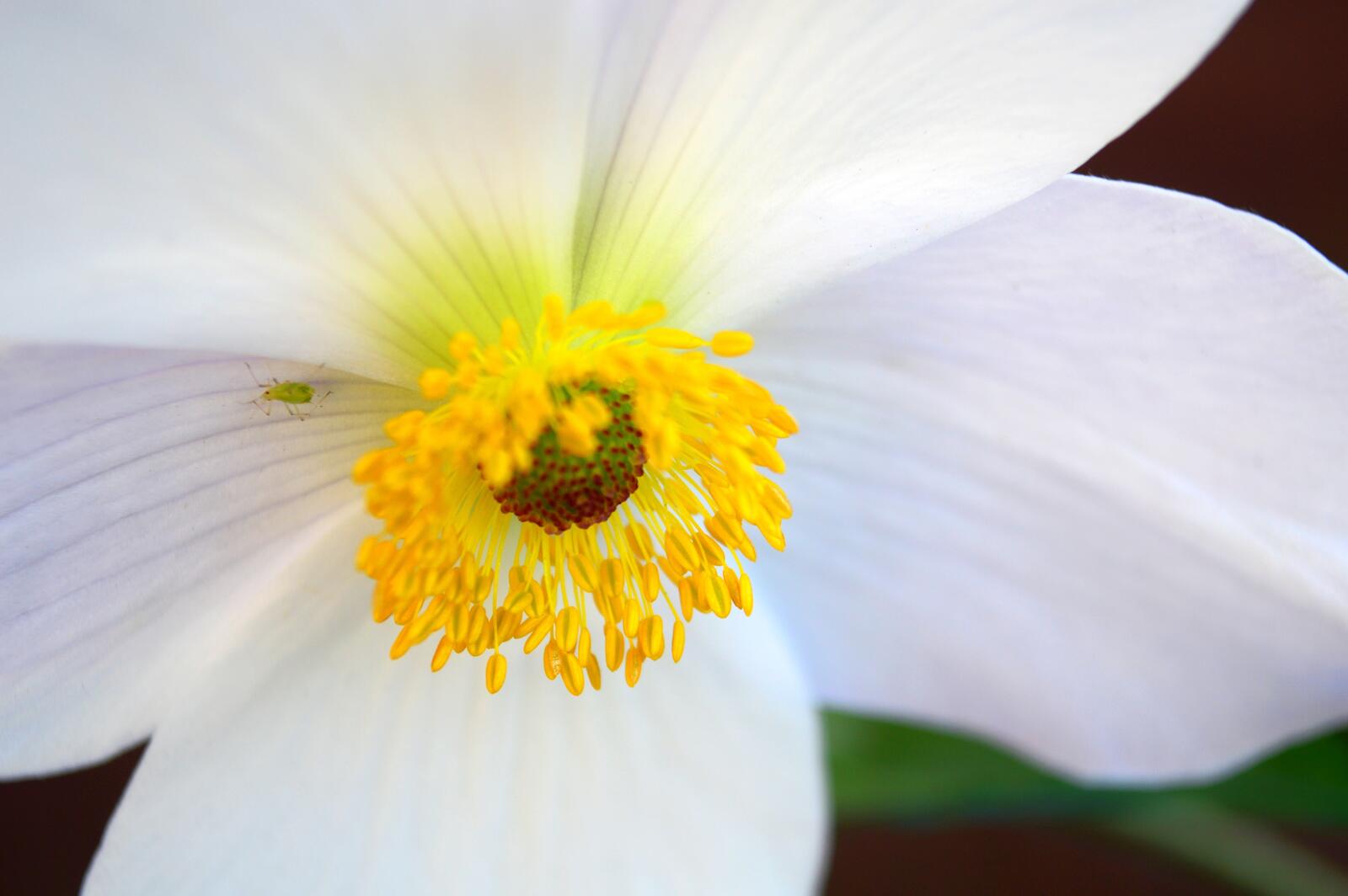 Wallpapers anemone white petals on the desktop