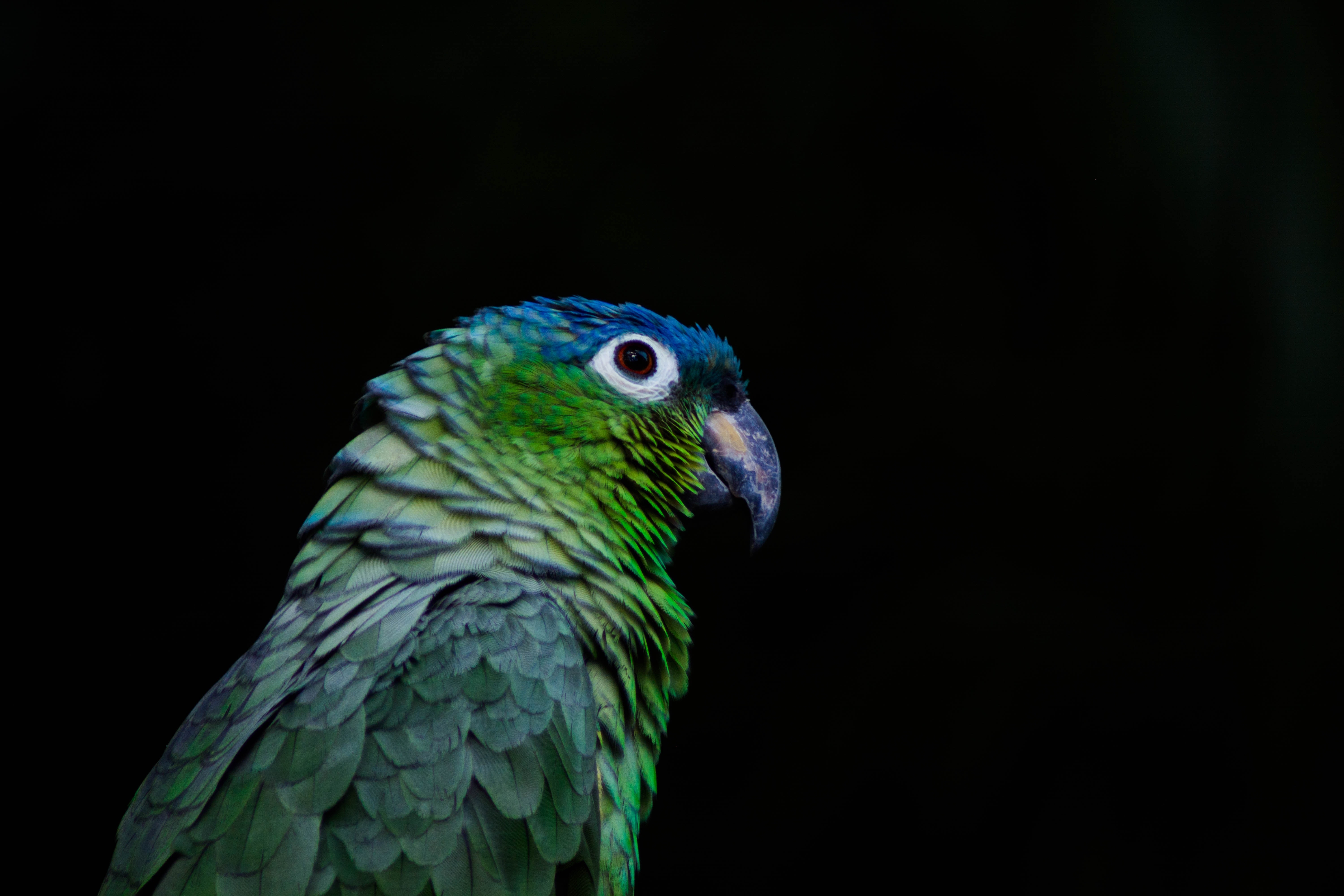 Wallpapers green parrot beak birds on the desktop