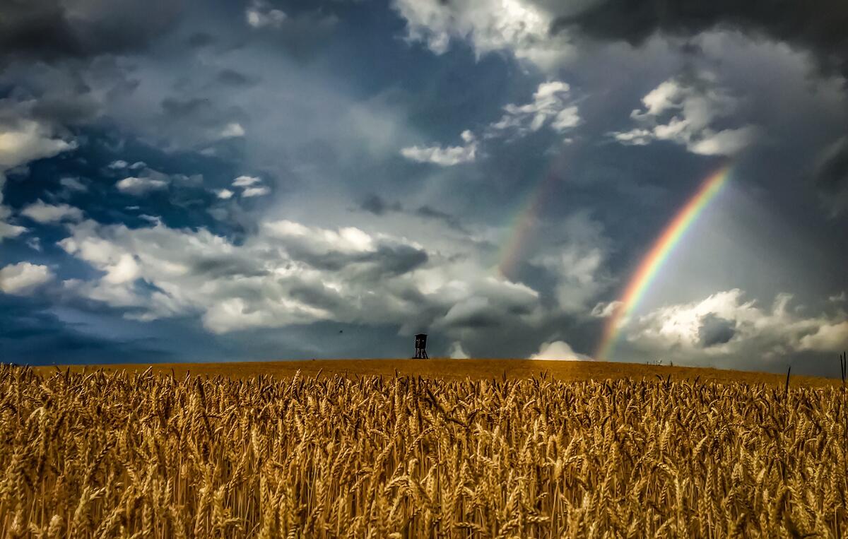 Photo of rainbow in a wheat field