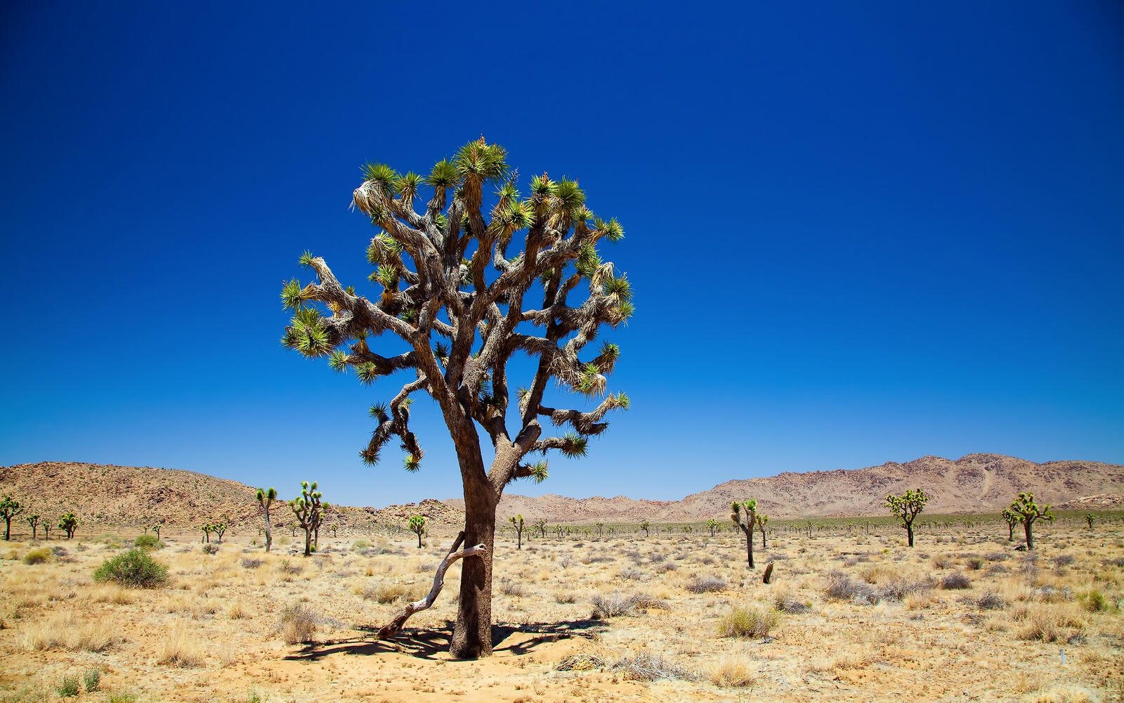 Обои обои одинокое дерево пустыня синее небо на рабочий стол