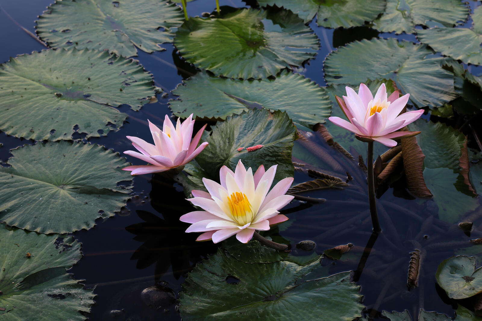 Wallpapers a water lily beautiful flower beautiful flowers on the desktop