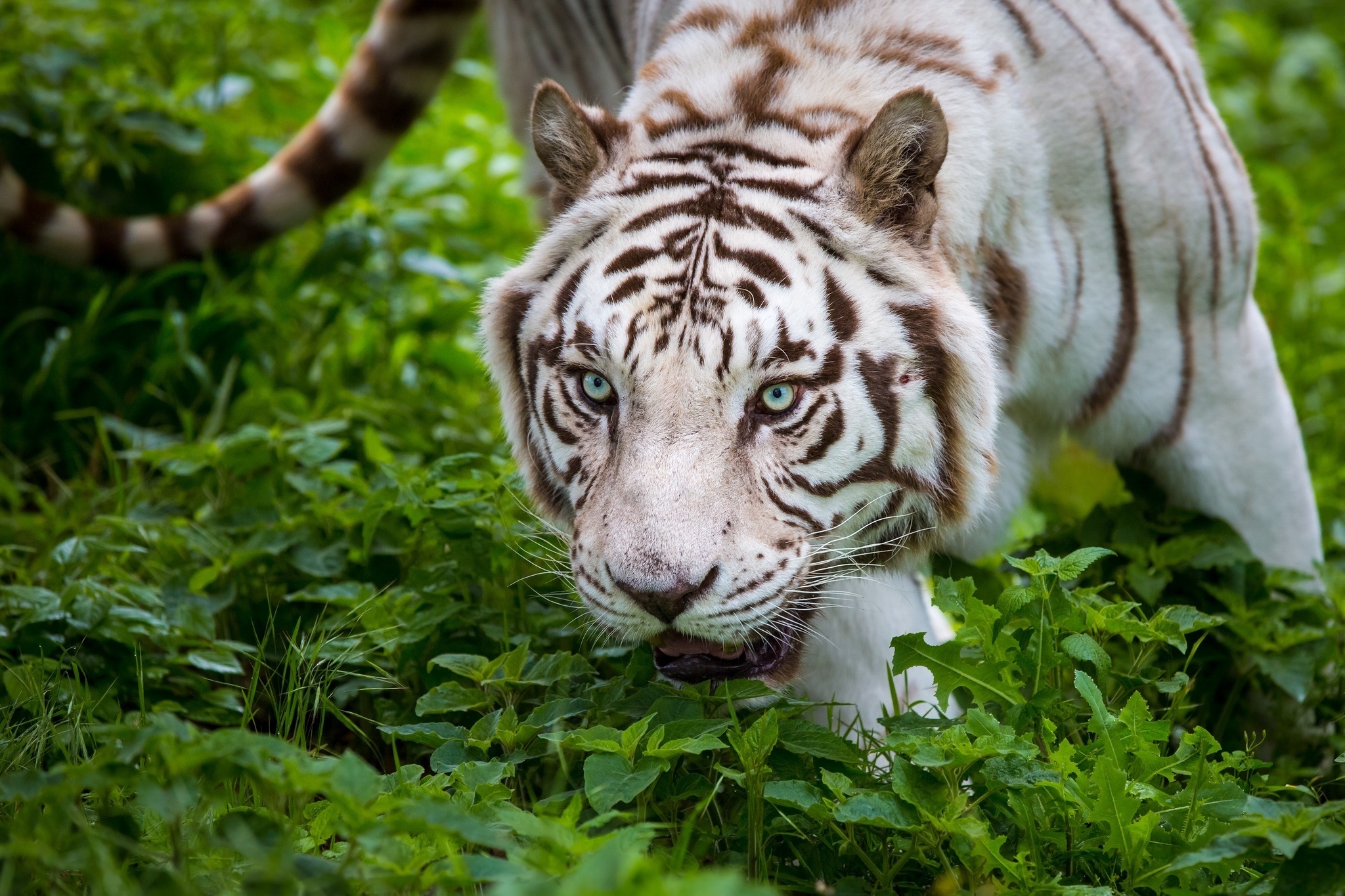 Wallpapers white tiger majestic plants on the desktop