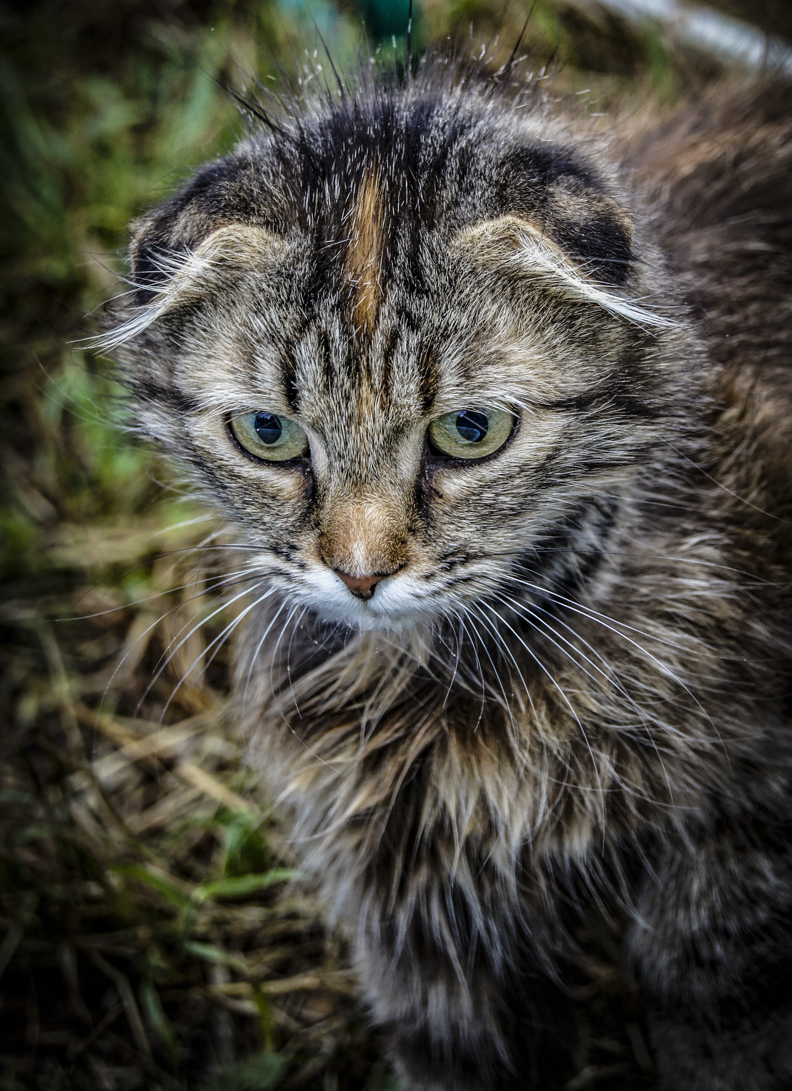 Lop-eared cat, cat`s eye, cat Aliska.