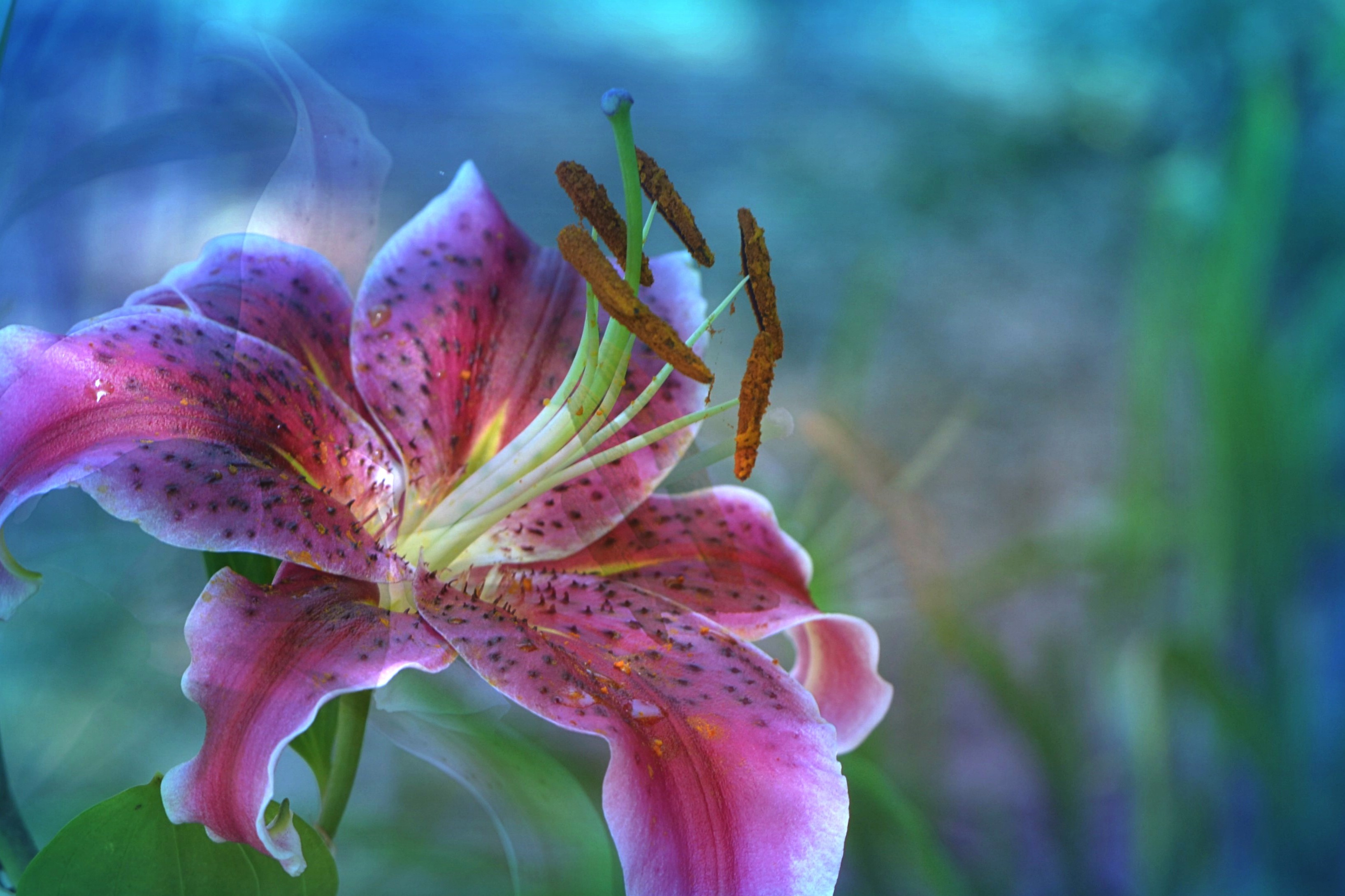 Wallpapers lily color flower composition on the desktop