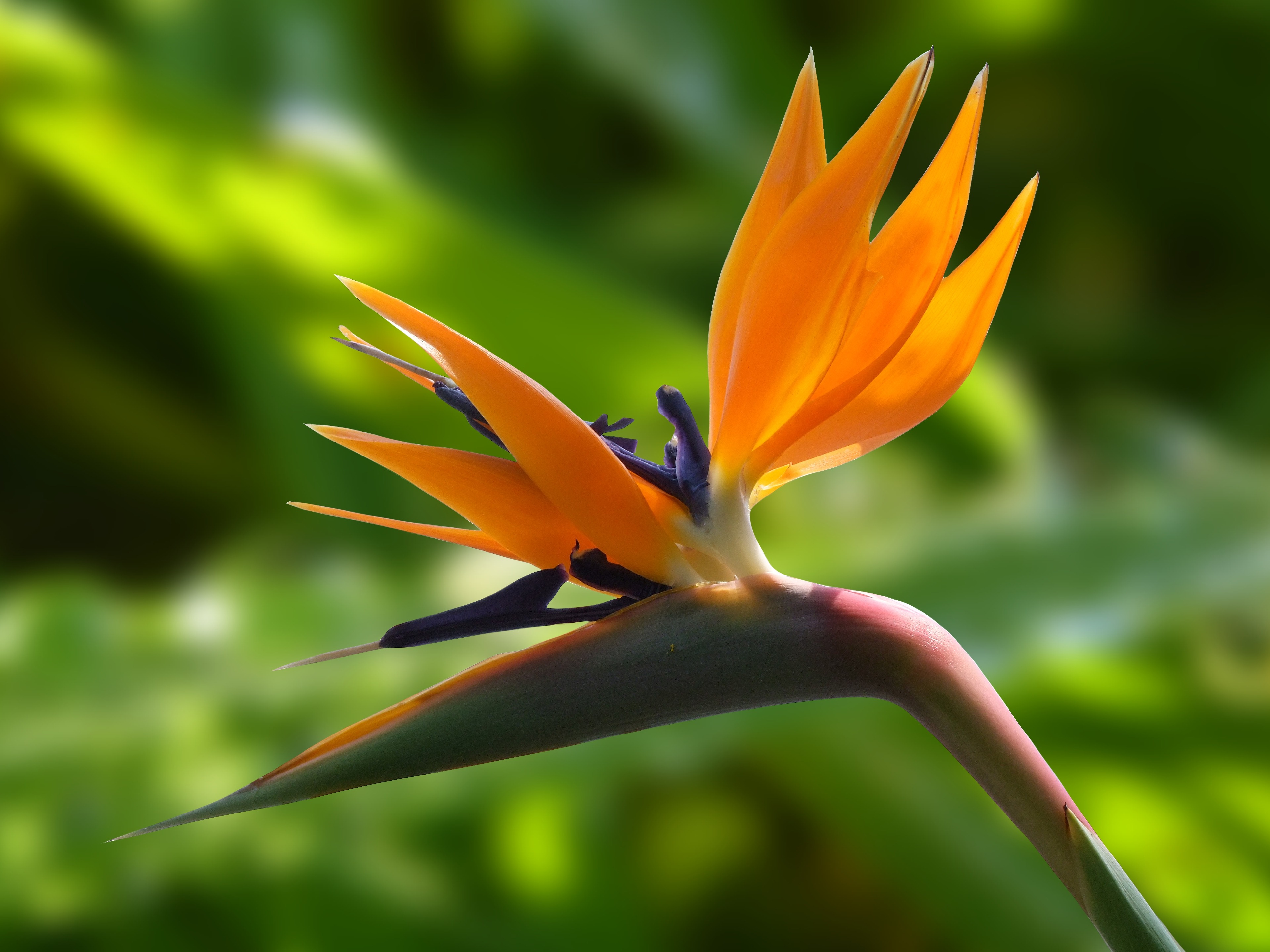 Фото бесплатно дюссельдорф, стрелиция, цветок птицы