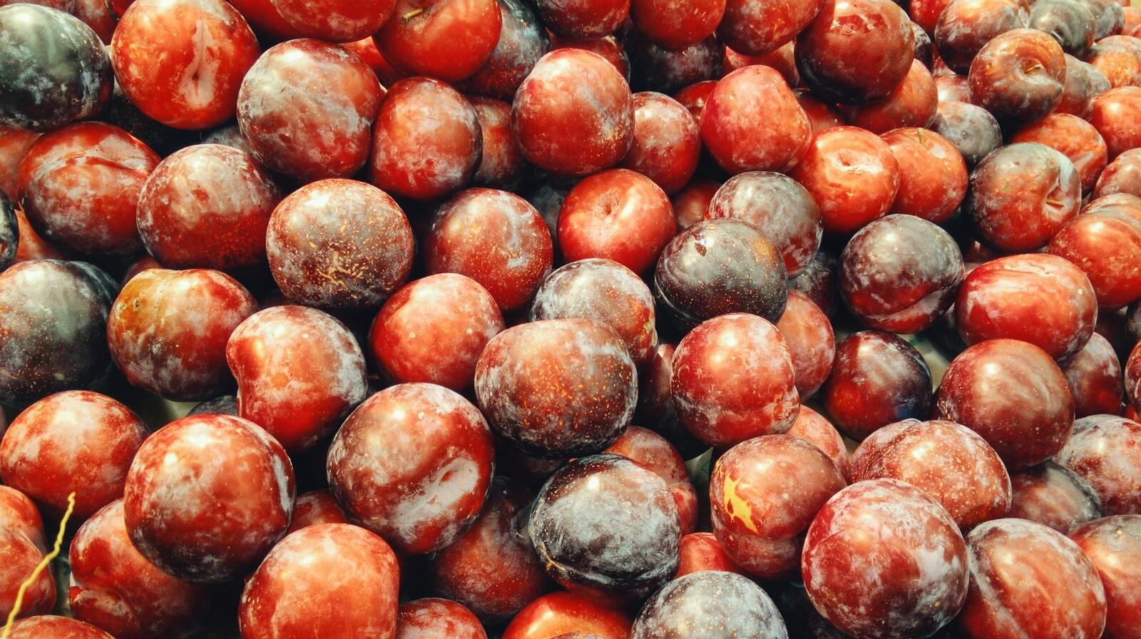 Wallpapers plant berry rosehip on the desktop