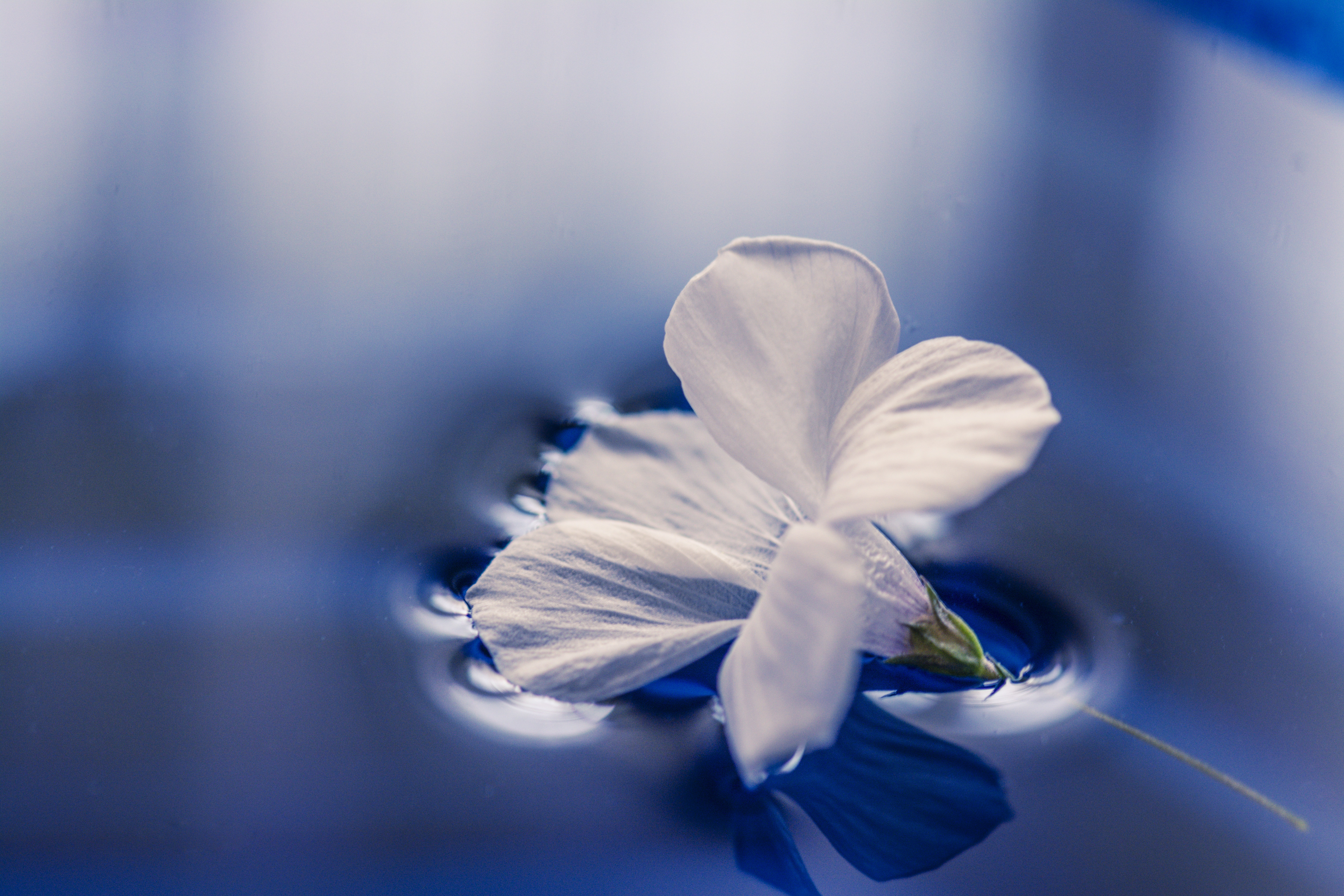 一朵白花躺在水面上