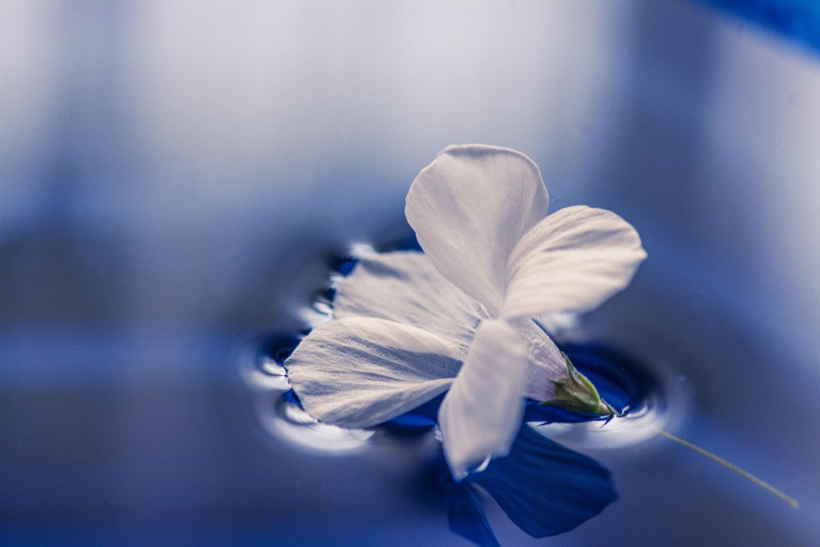 Бесплатное фото Белый цветочек лежит на воде