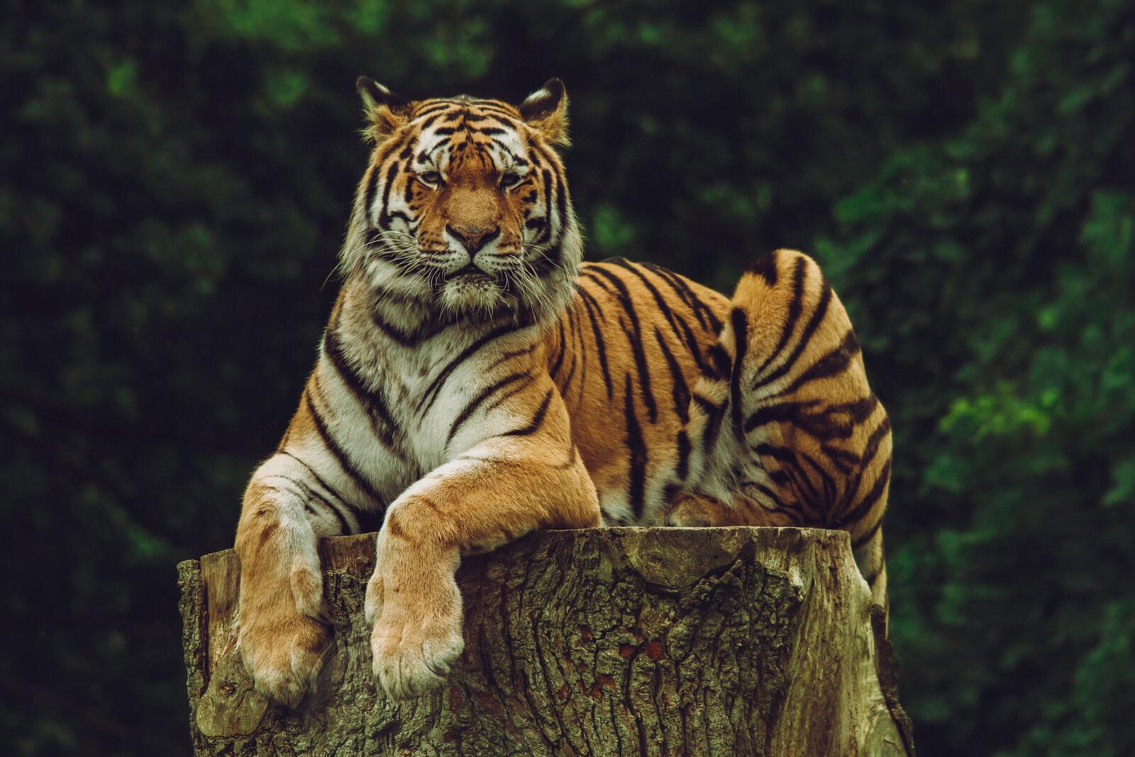 Wallpapers Amur tiger tiger predator on the desktop