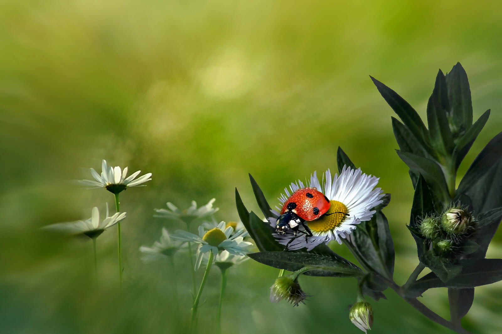 Ladybug photo gallery, macro