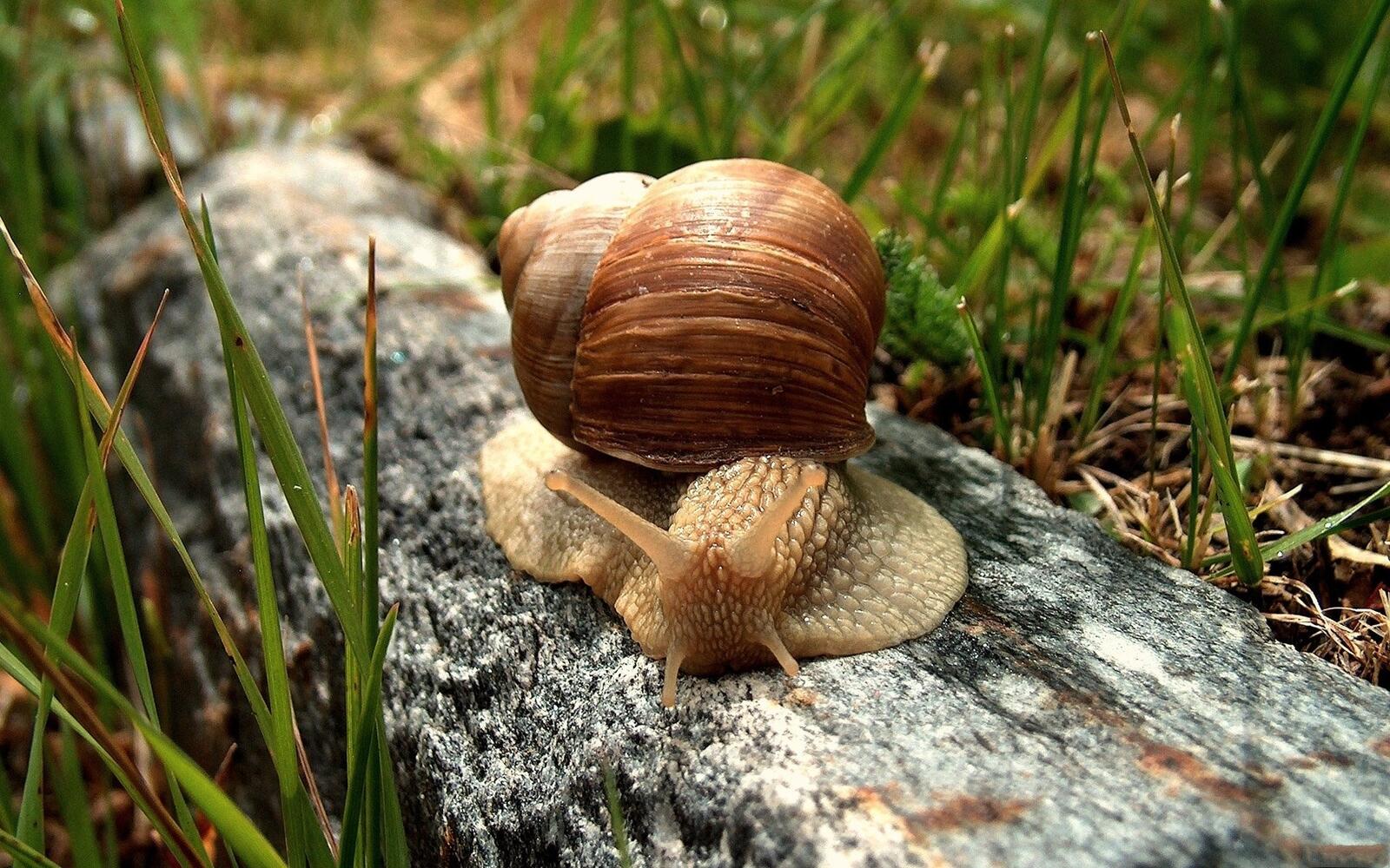 Wallpapers snail shell crawl on the desktop