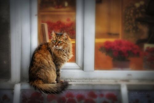 The cat is sitting on the windowsill