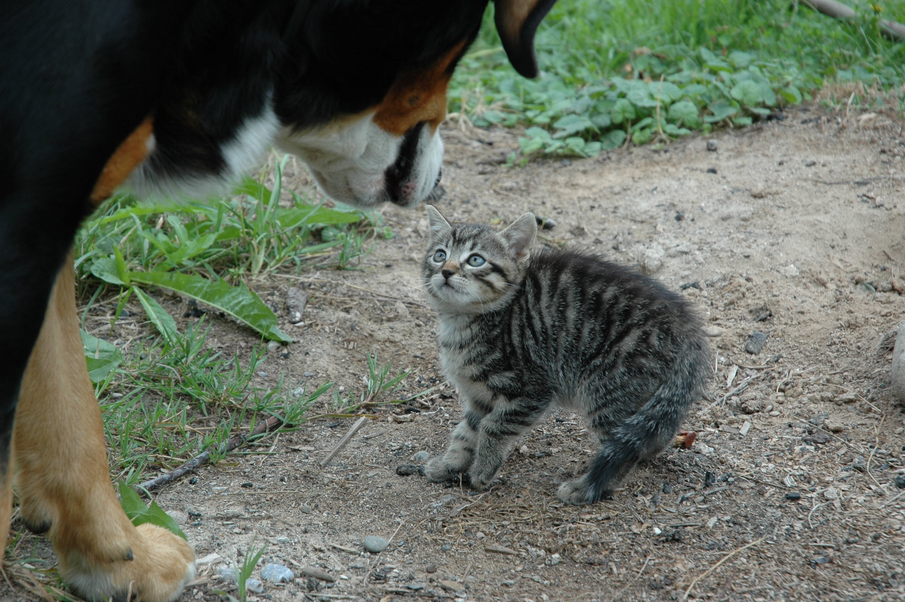 Кошки гоняют собак. Кот нападает. Кошка защищается. Котенок напал на собаку. Кот пугает собаку.