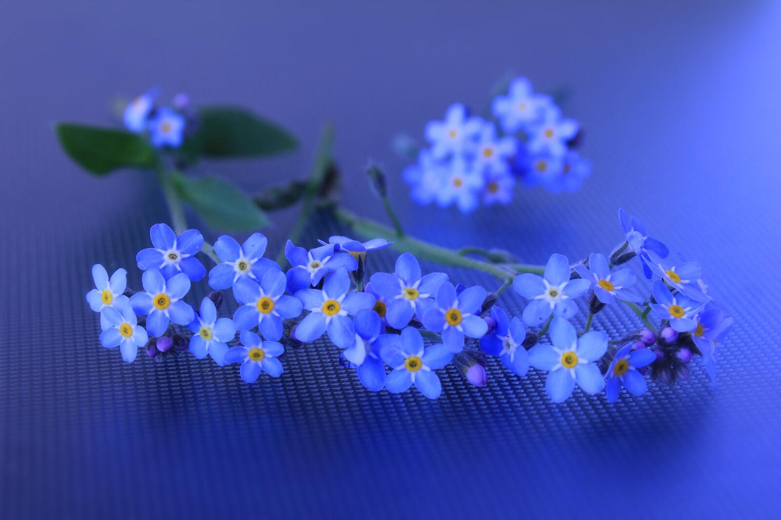Wallpapers Forget-me-not flower flora on the desktop