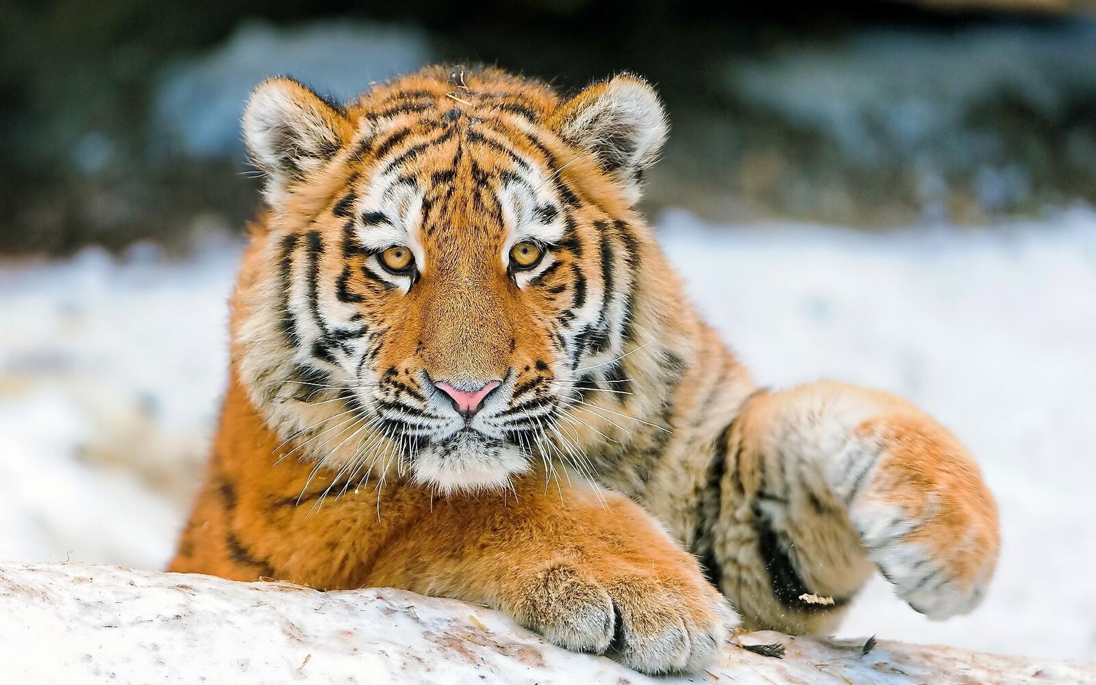 Wallpapers tiger big cats snow on the desktop