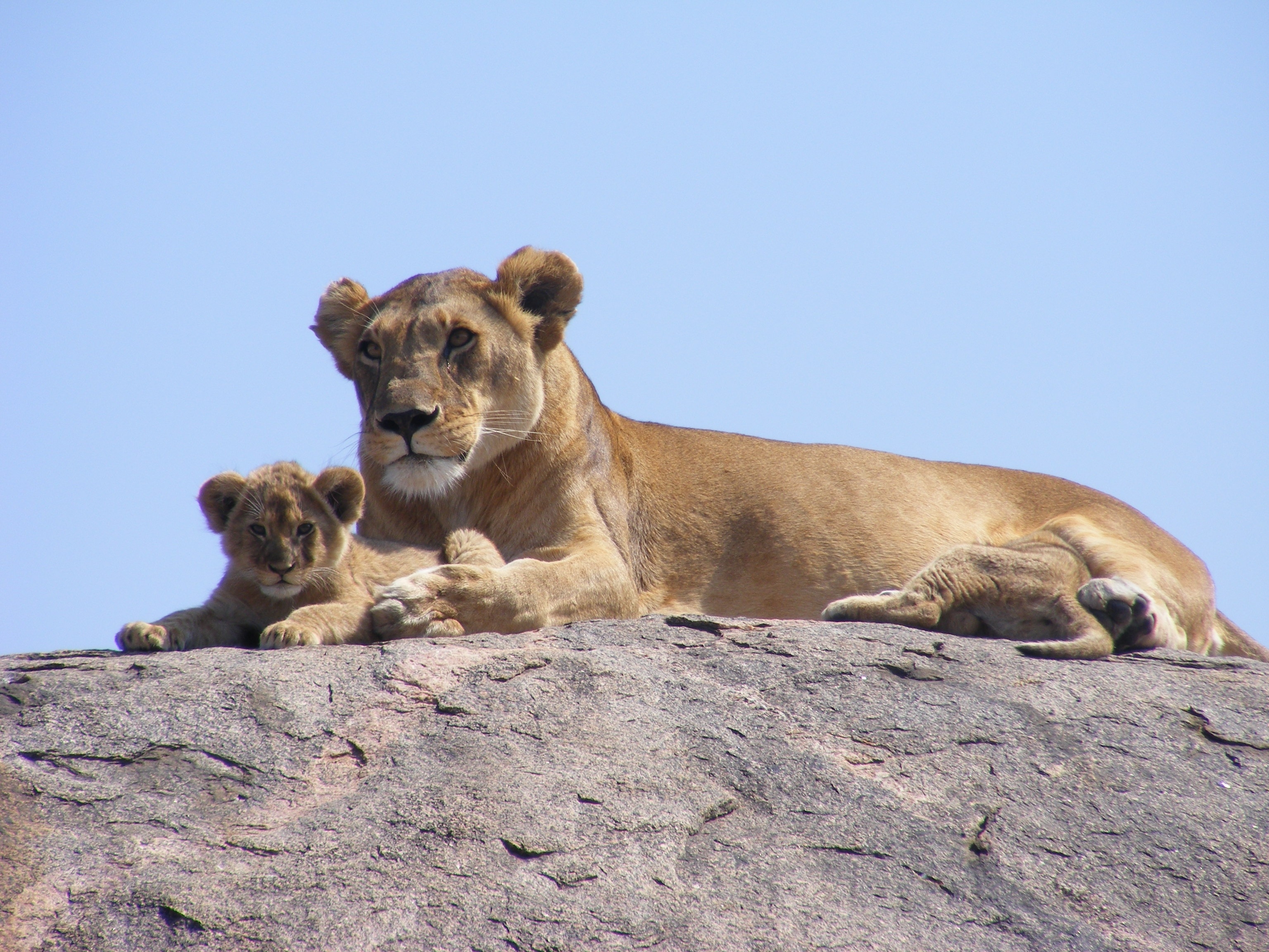 Фото бесплатно обои львы, ребенок, лежа