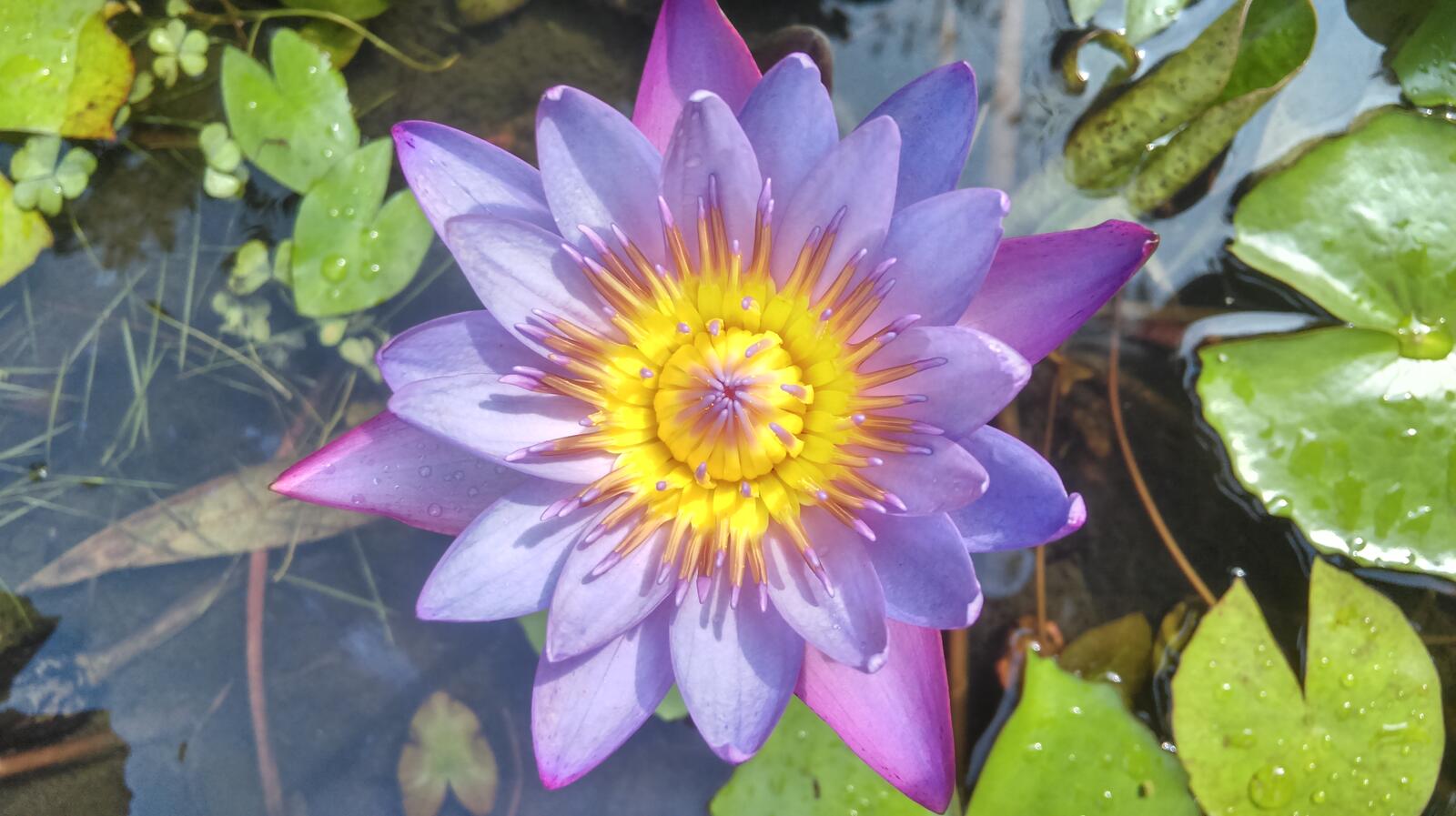 Обои флора водяная лилия красивый цветок на рабочий стол
