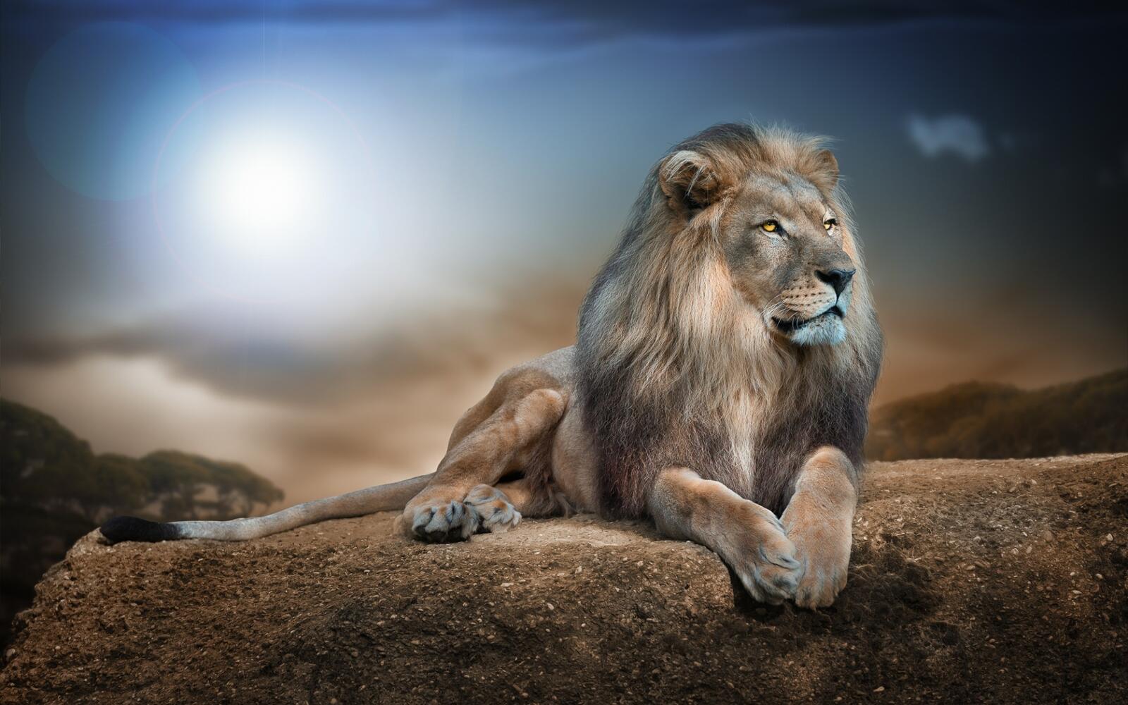 Обои царь зверей гордый лев хищник на рабочий стол