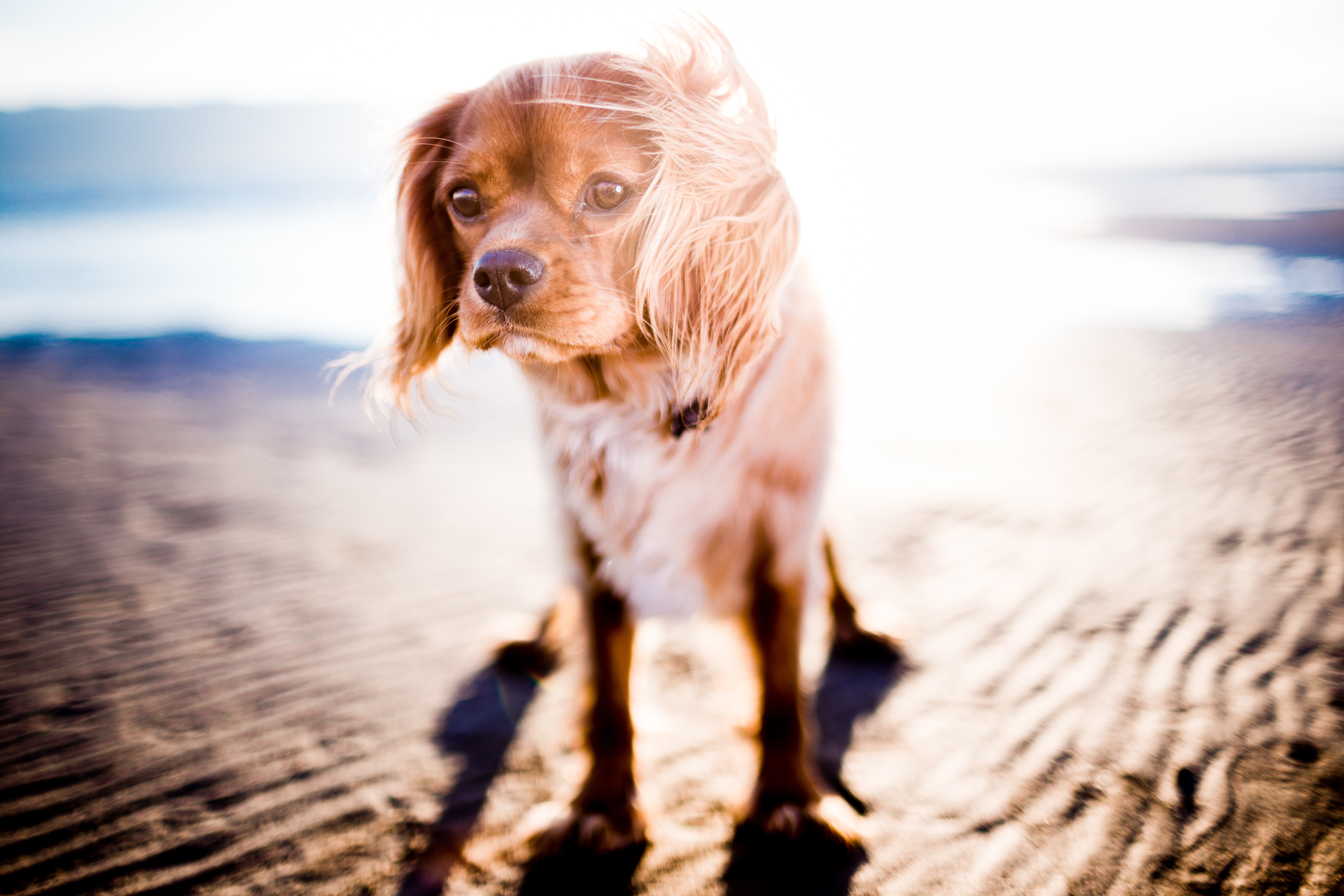 Фото бесплатно собака, солнечный свет, ветер