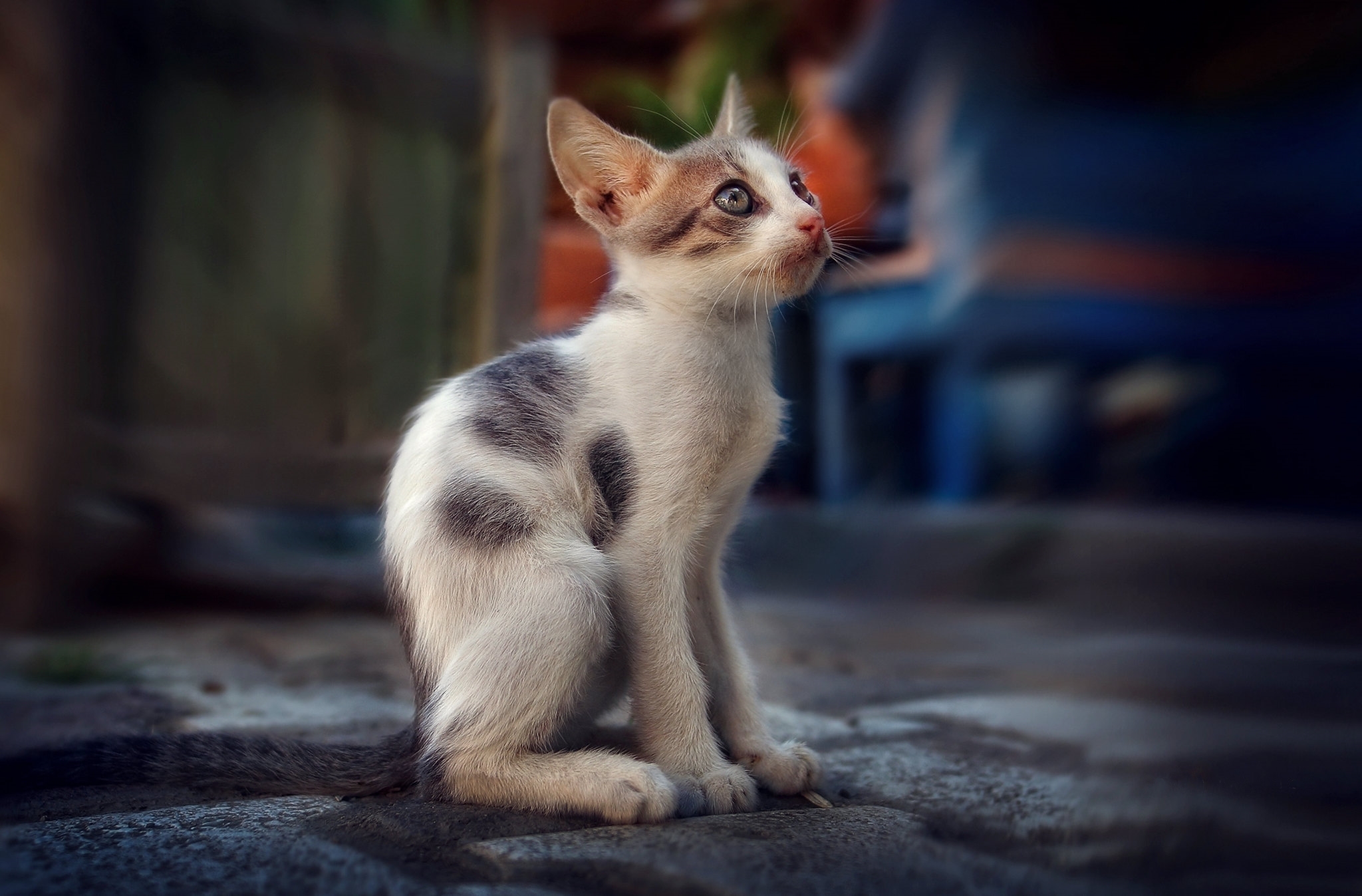 Бесплатное фото Маленький хилый котенок