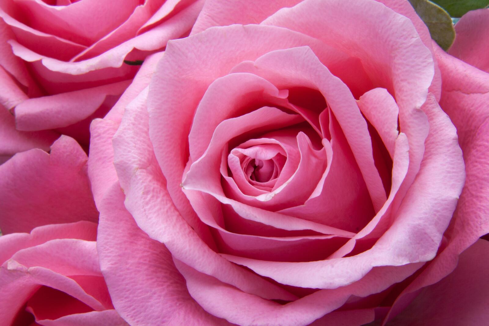 Обои лепесток цветы розовый на рабочий стол