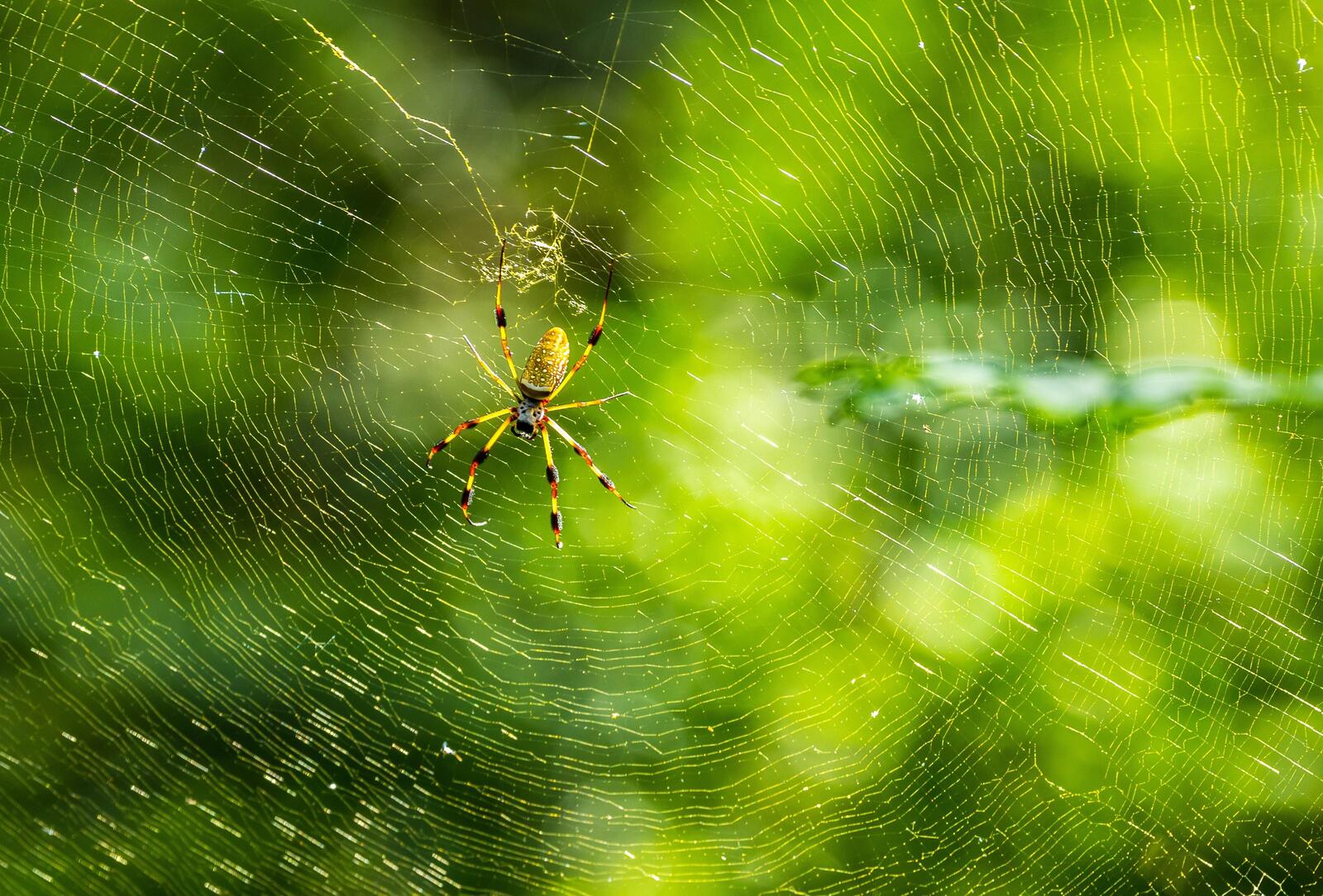 Обои паутина паук насекомое на рабочий стол