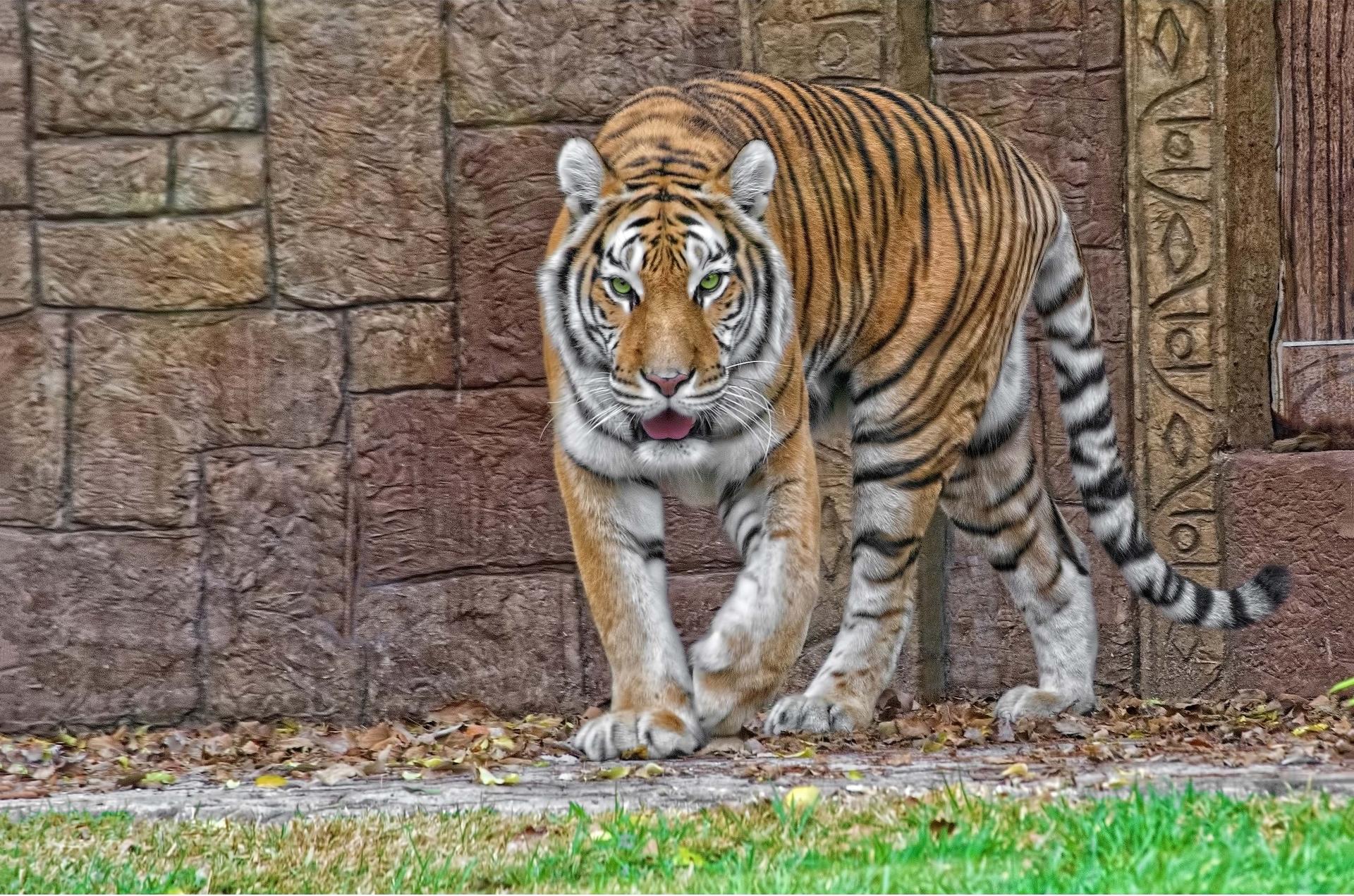 Photo free view, animal, tiger