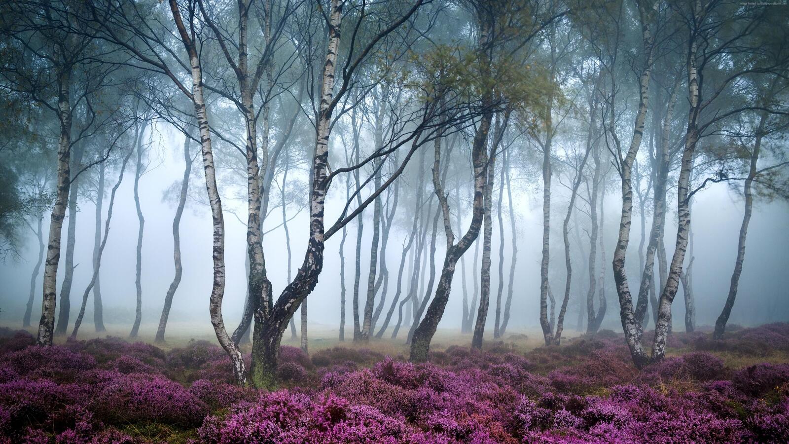 Wallpapers wallpaper foggy forest birches fog in the forest on the desktop