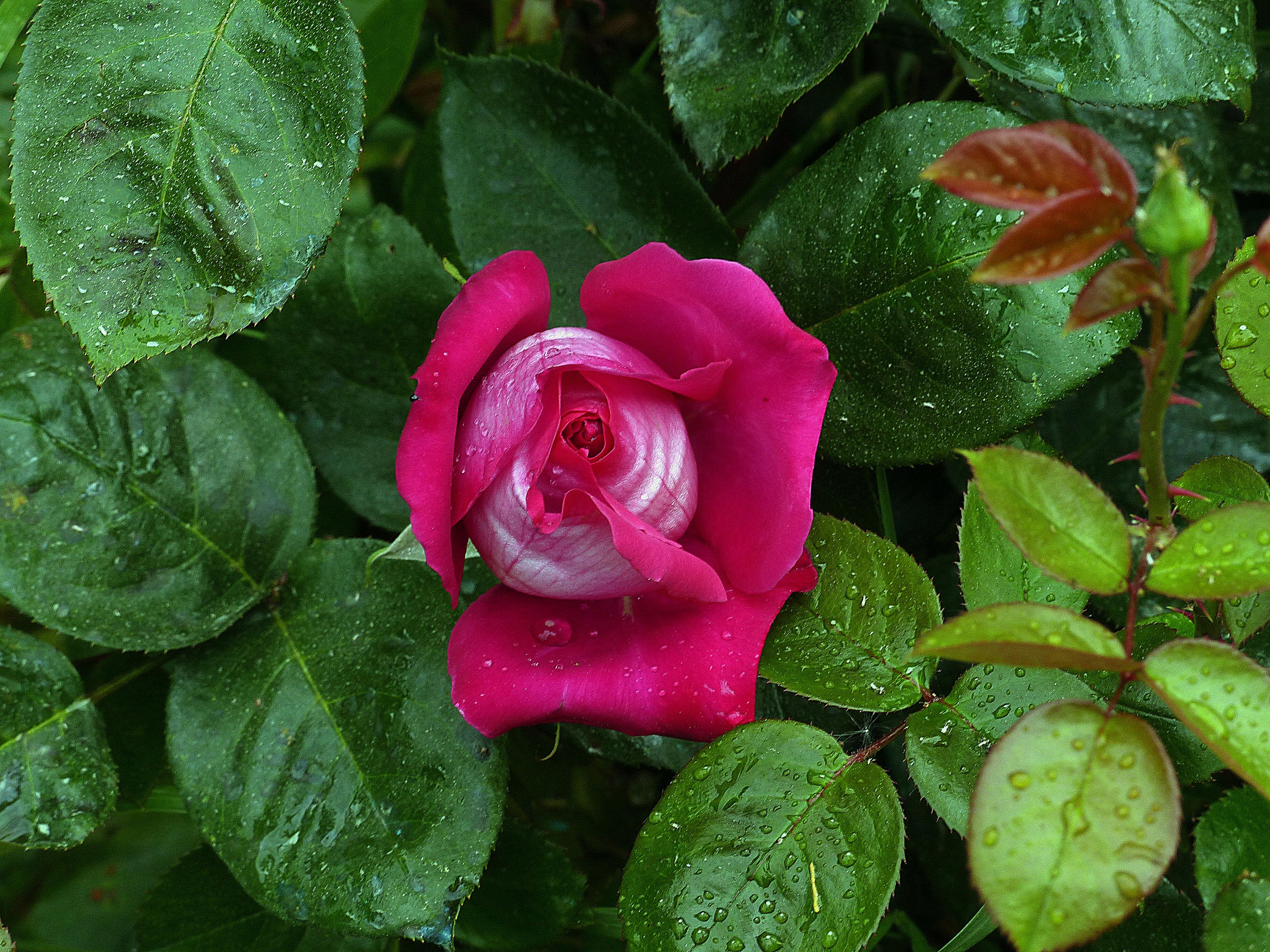 桌面上的壁纸玫瑰 粉红的花朵 鲜花