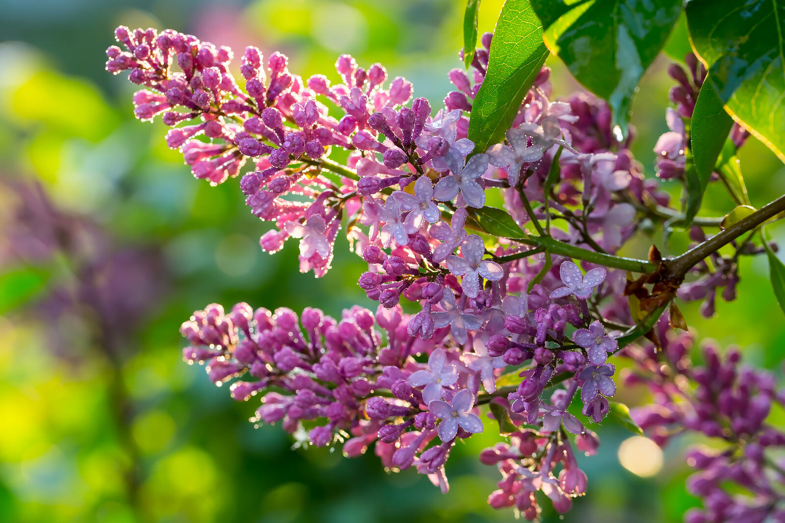 Free photo Branch of lilac after rain