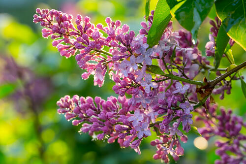 Branch of lilac after rain