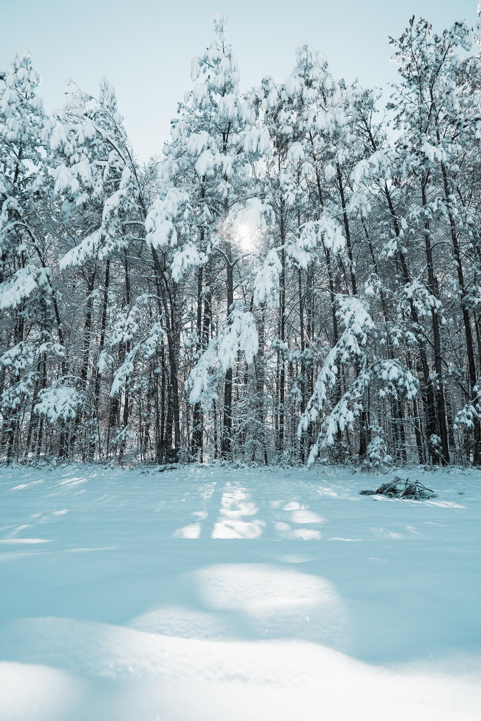 Free photo Winter glade with trees
