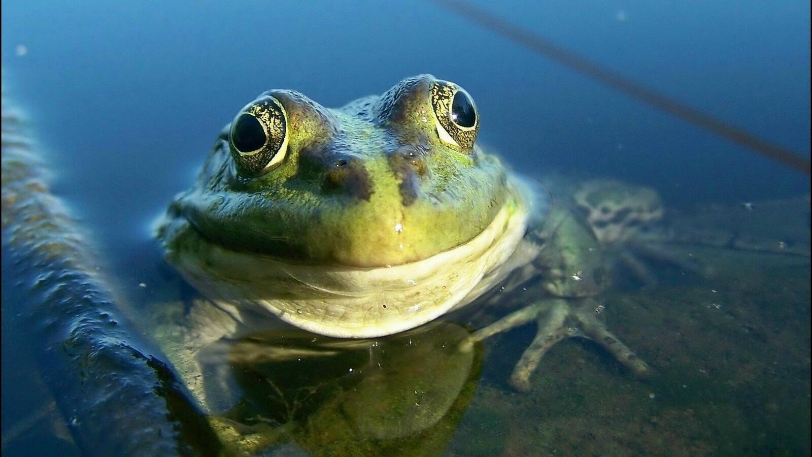 Wallpapers amphibian frog water on the desktop