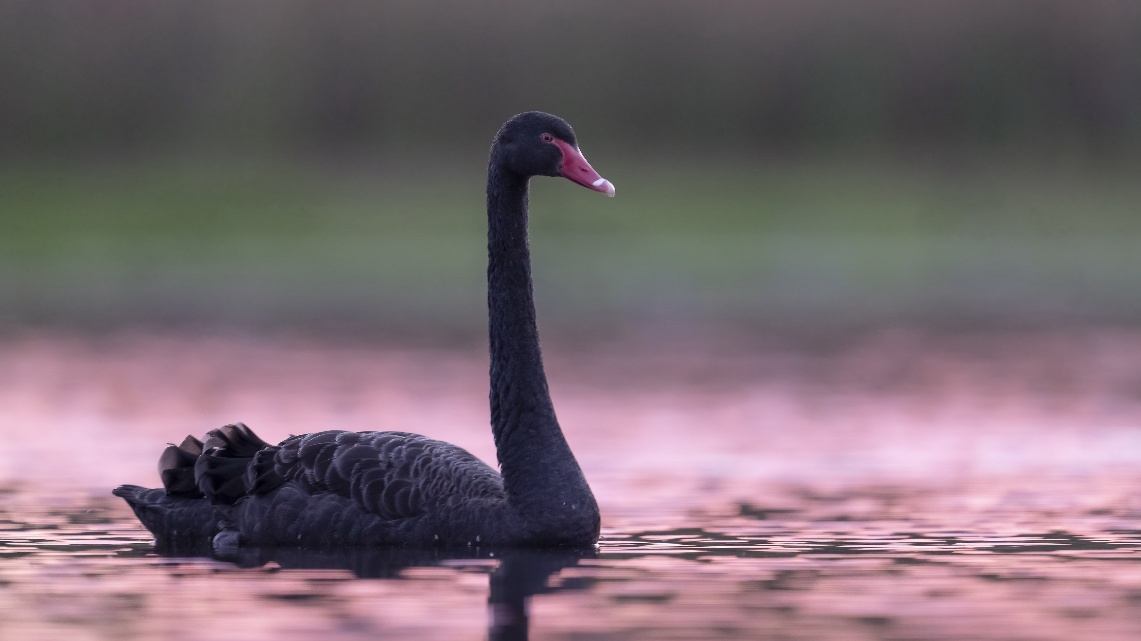 Фото бесплатно птица, размытый фон, черный лебедь