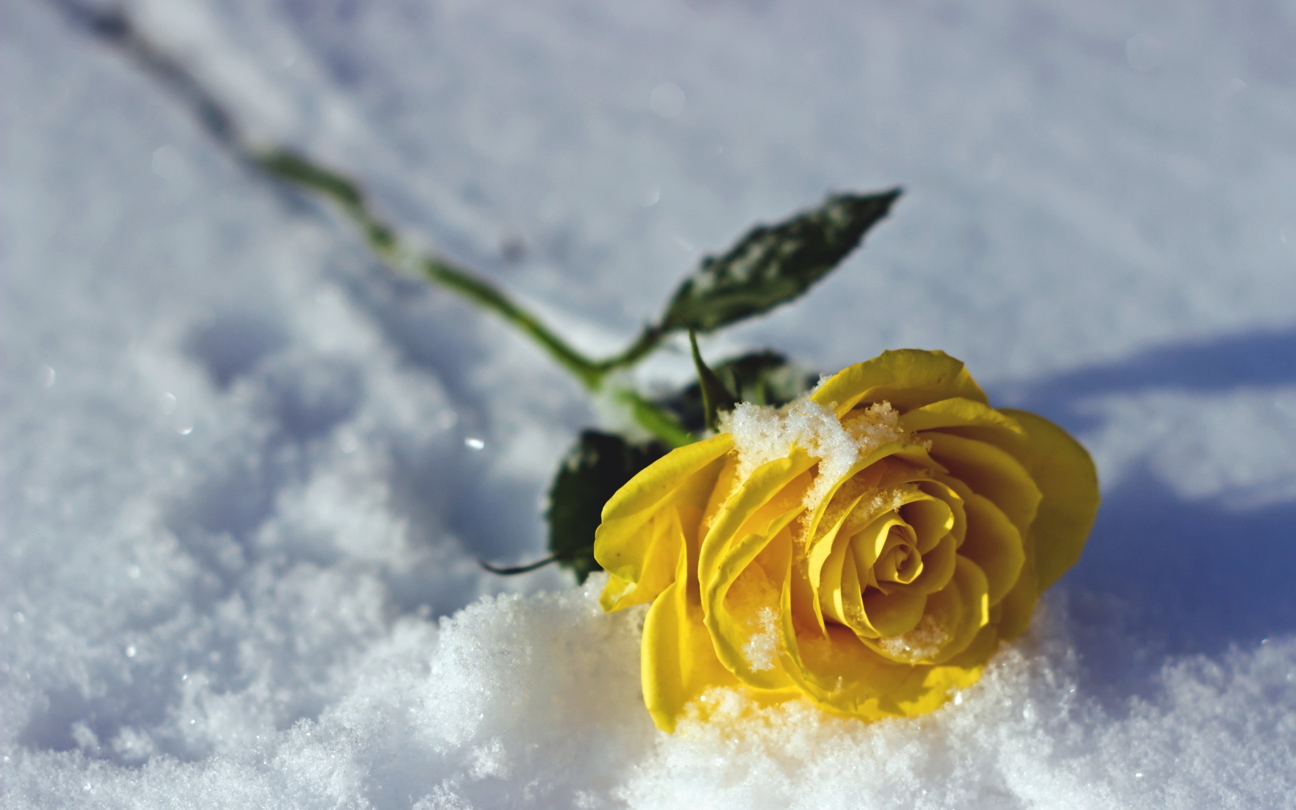 Обои жёлтая роза снег зима на рабочий стол
