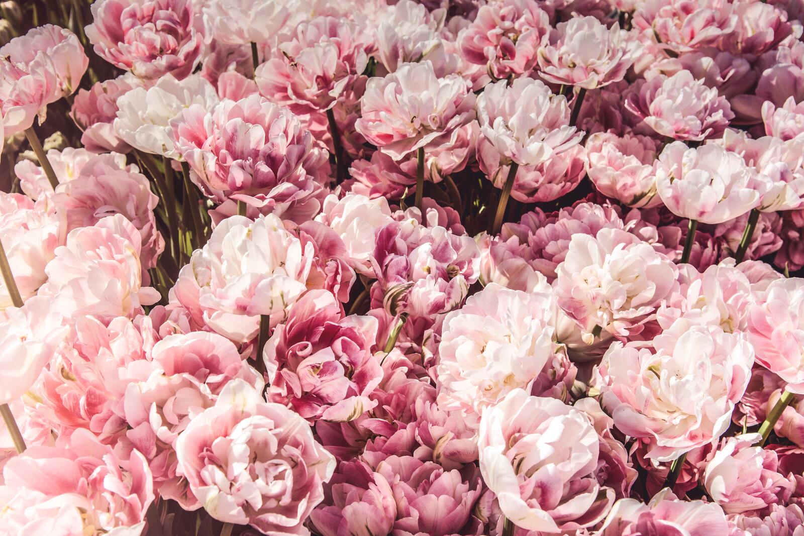 桌面上的壁纸玫瑰订单 花园玫瑰 郁金香