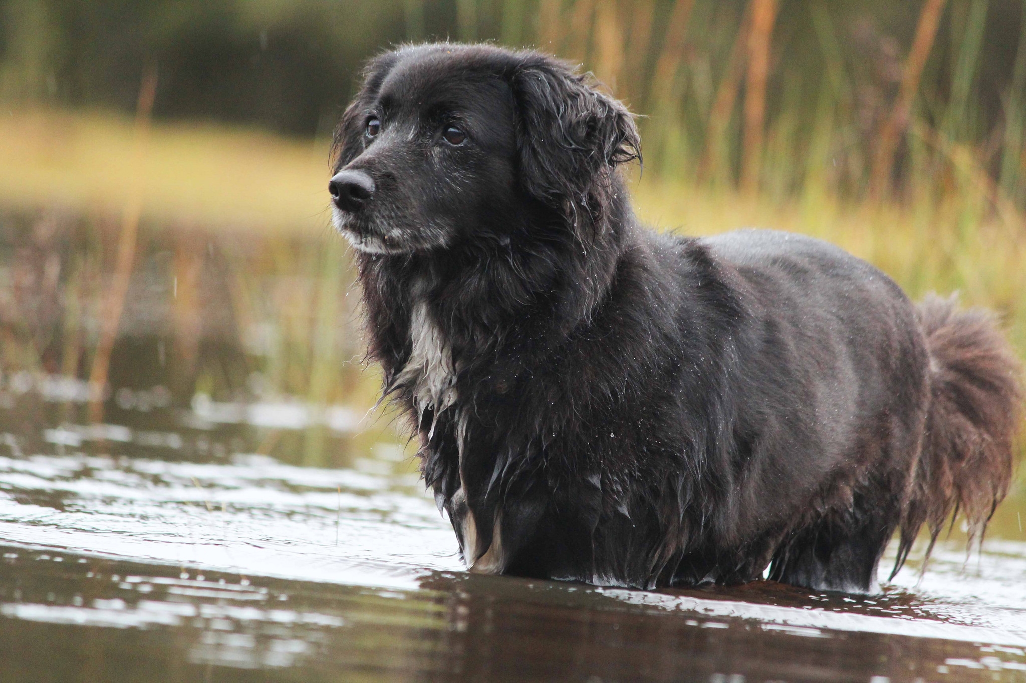 Фото бесплатно собака, мокрая, влажная
