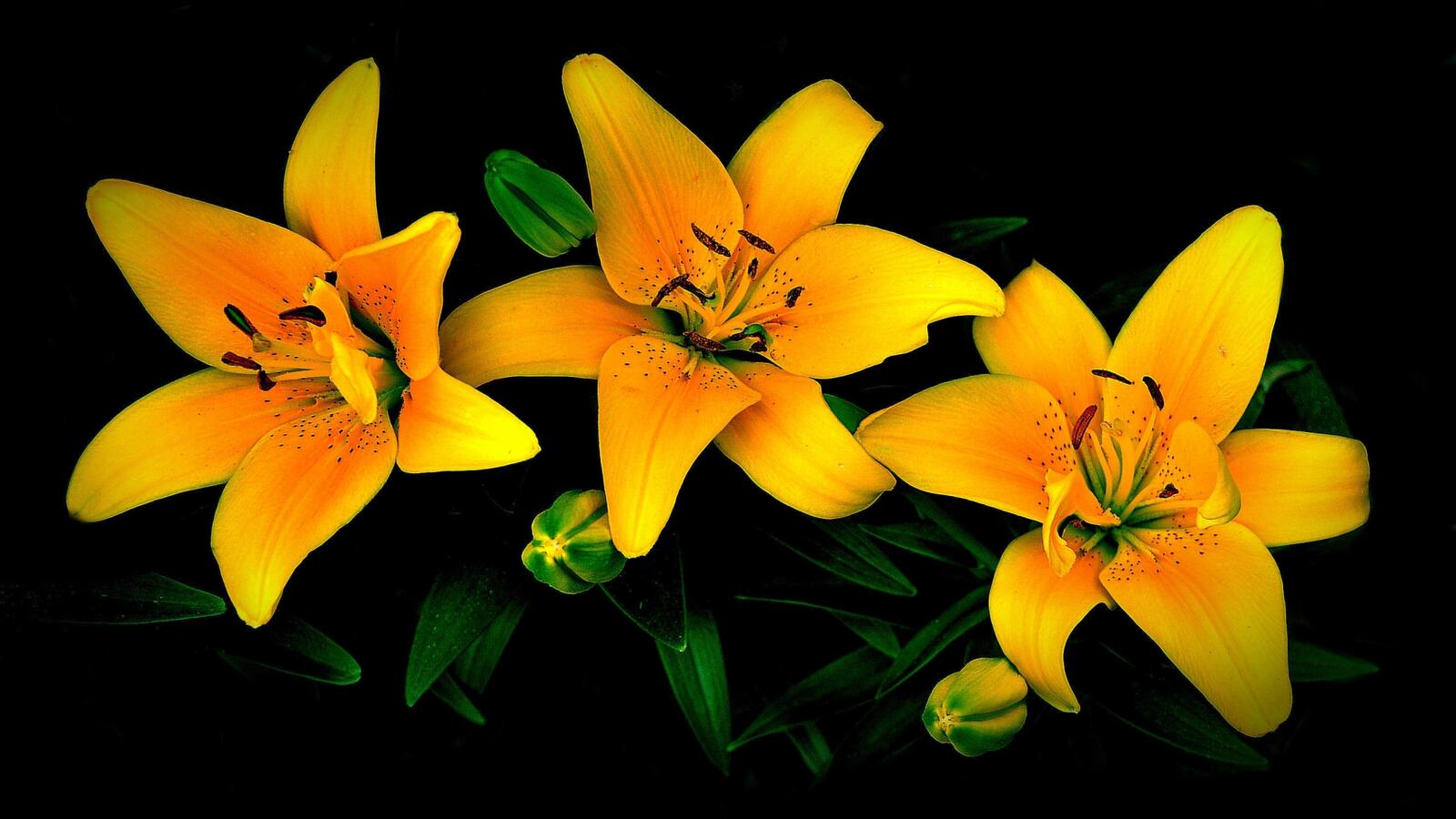 Free photo Yellow lilies