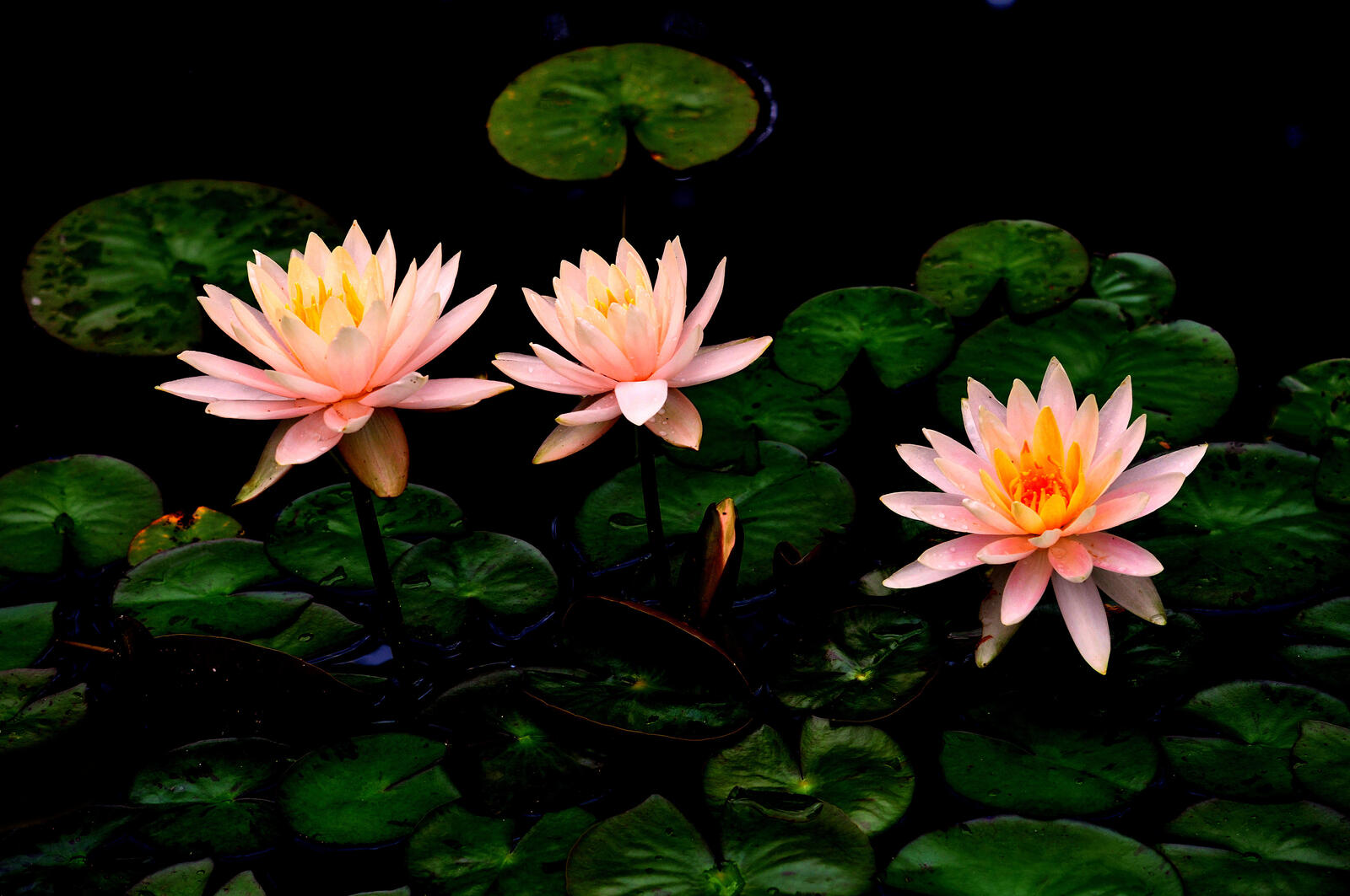 Wallpapers body of water three flowers flowers on the desktop