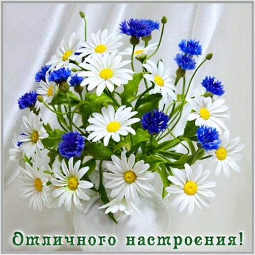 have a great mood chamomile flowers
