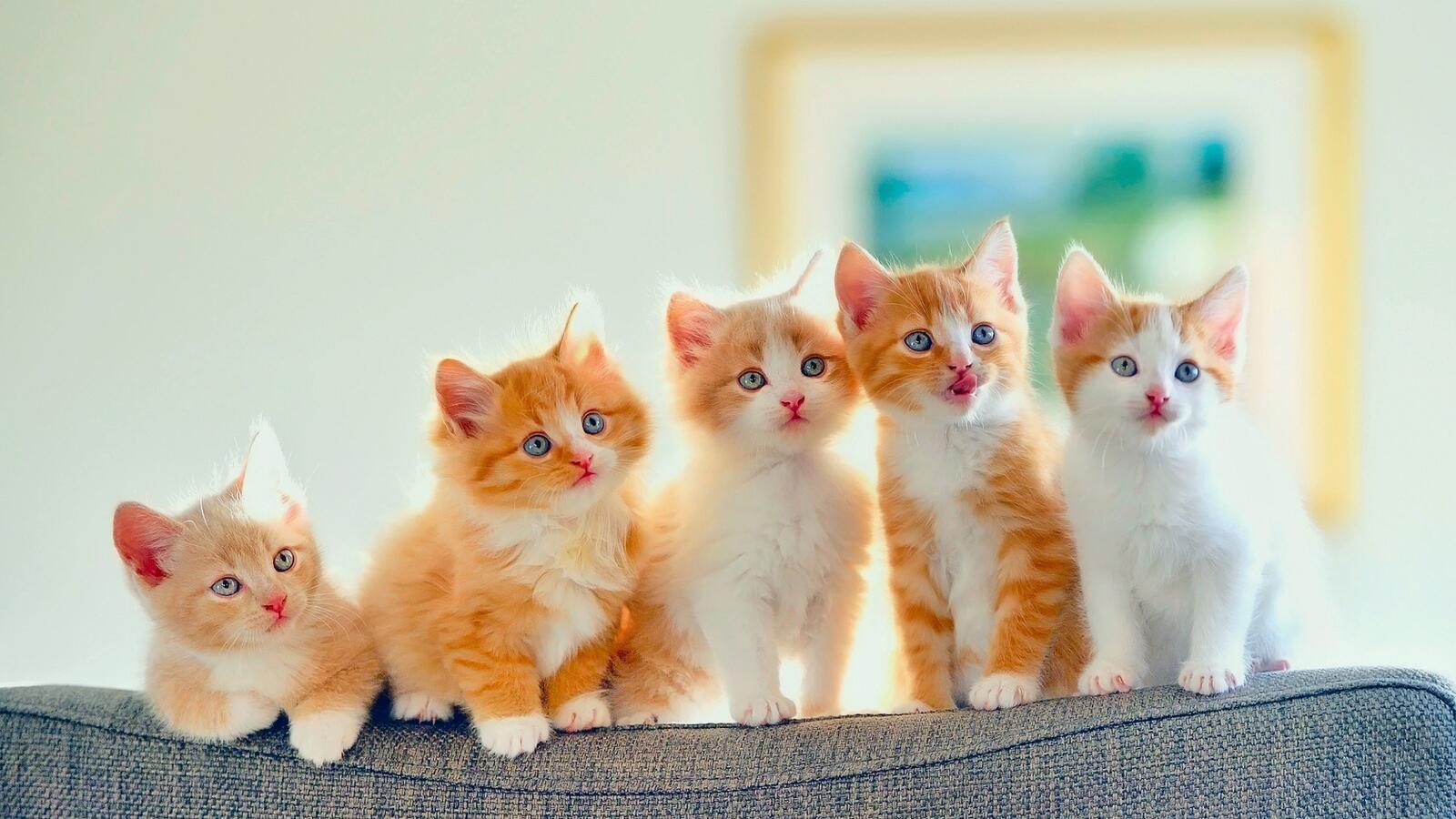Free photo Red kittens