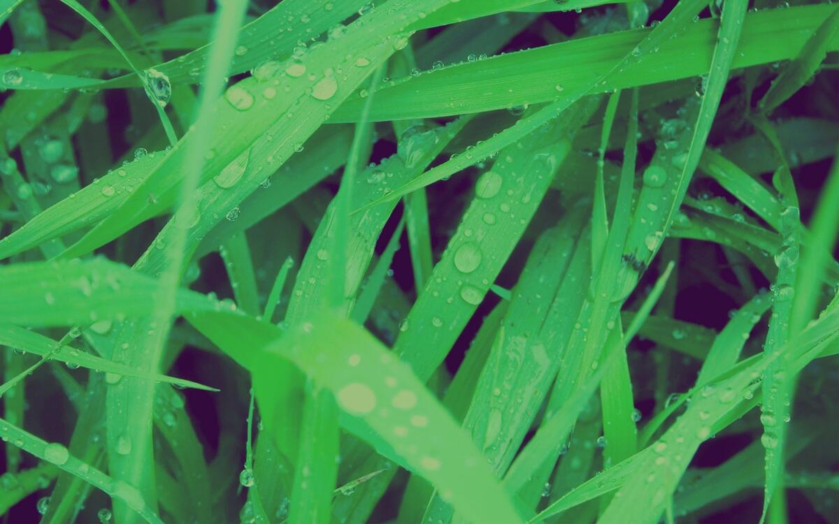 Зеленая трава с каплями росы