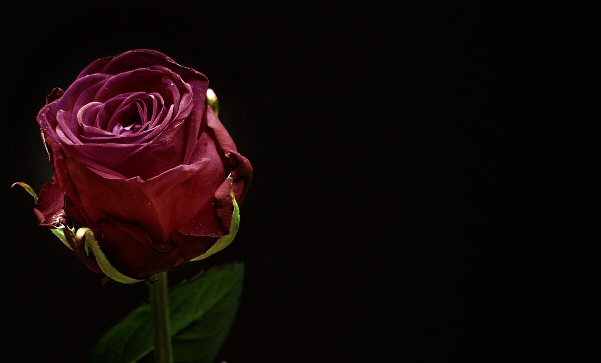 Одинокий бутон красной розы
