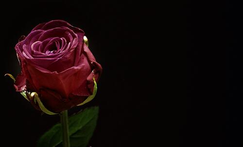 Одинокий бутон красной розы