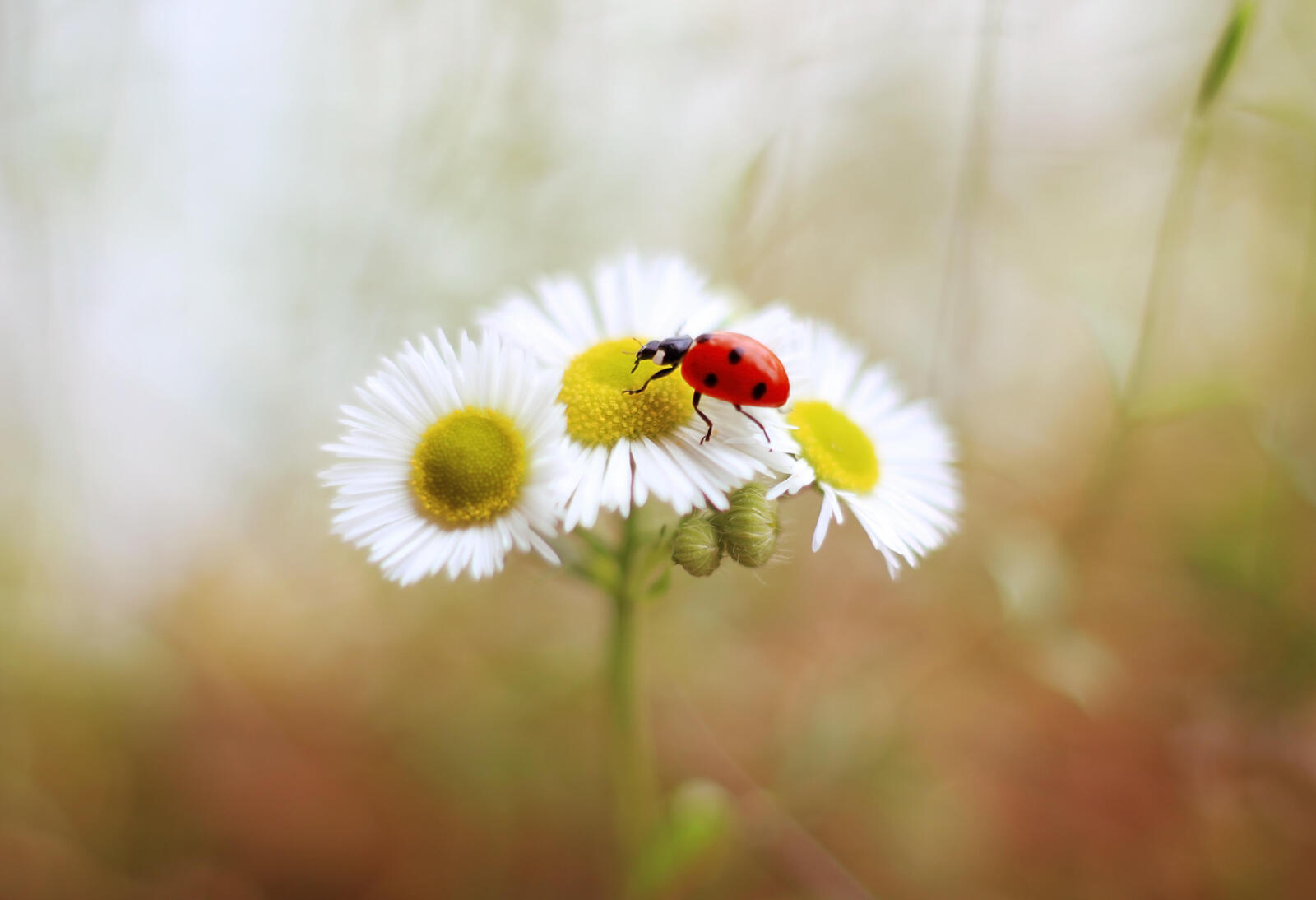 Wallpapers macro romashka ladybug on the desktop